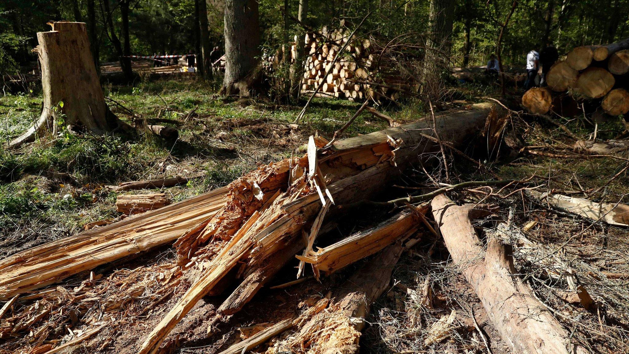 Logged trees are seen after logging at one of the last primeval forests in Europe, Bialowieza forest, Poland