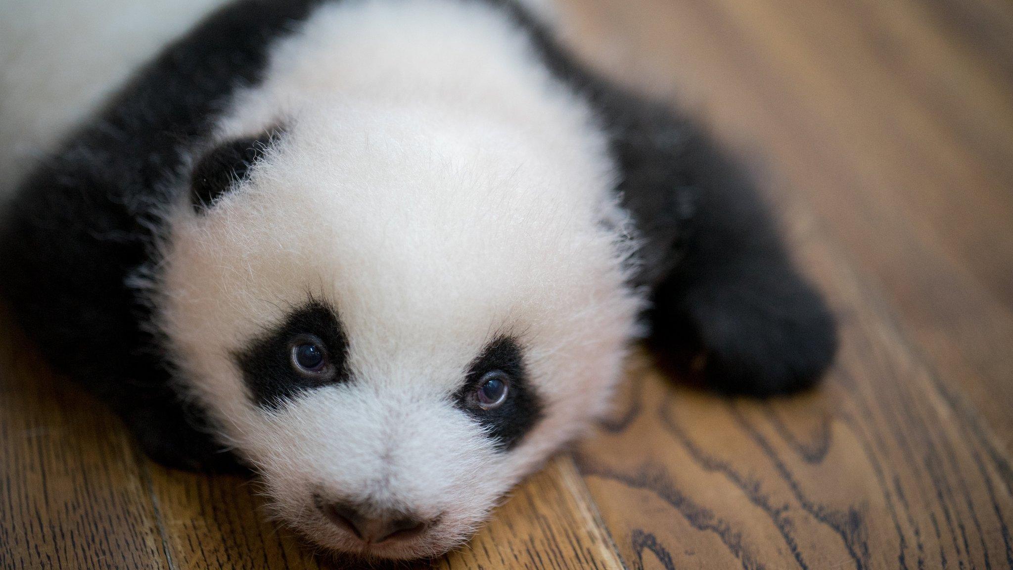 Giant panda cub at the Chengdu Research Base of Giant Panda Breeding