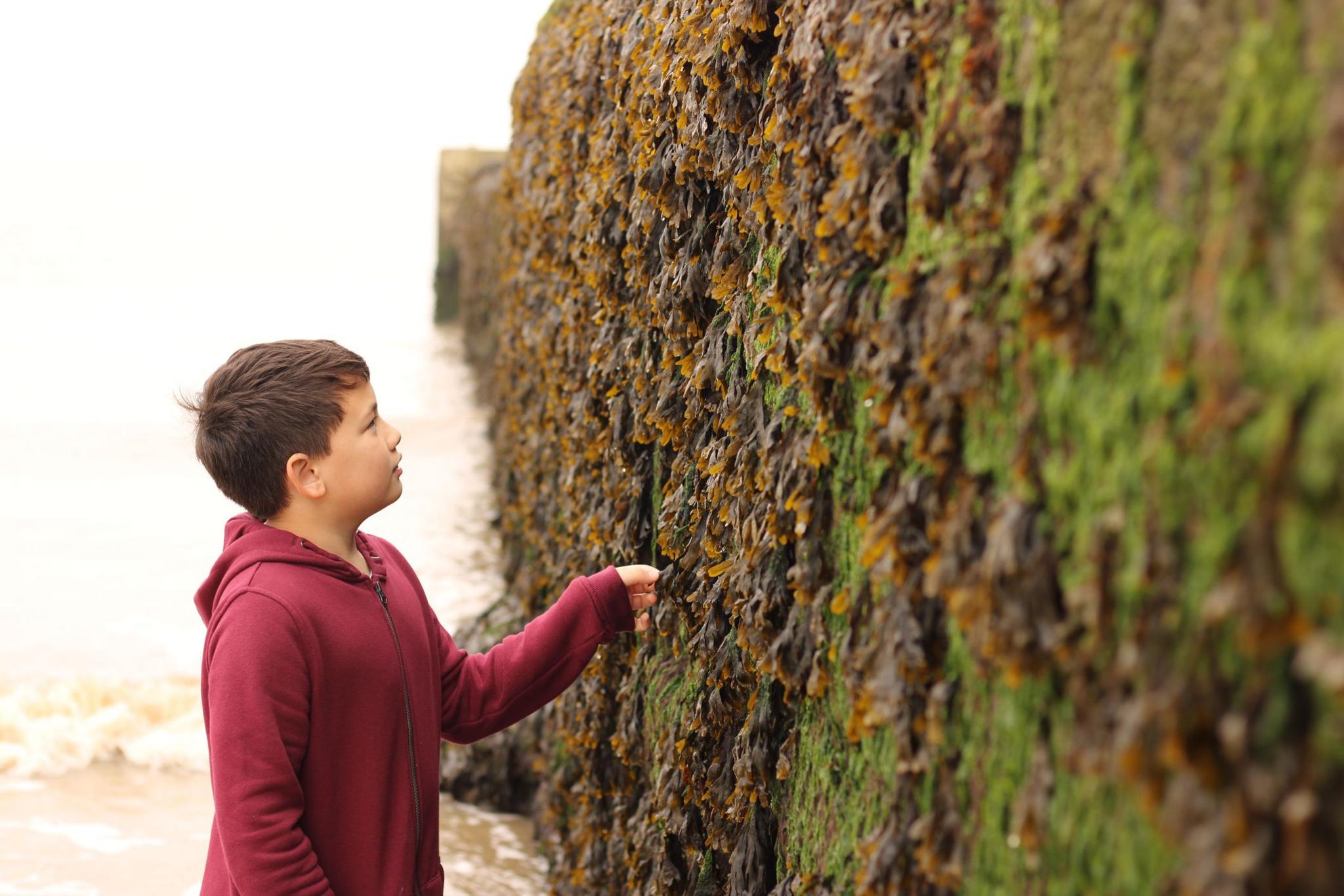 Boy looking at sea wall covered in seaweed.