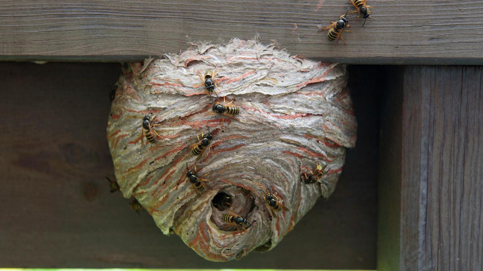 Wasp nest