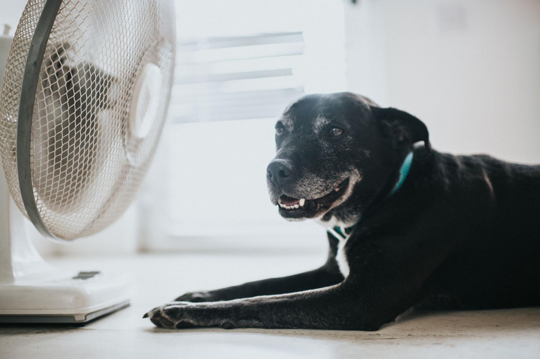 Dog by a fan