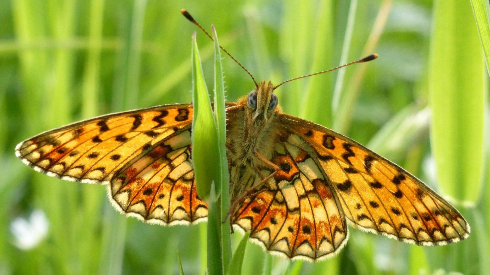 A butterfly on a blade of grass.