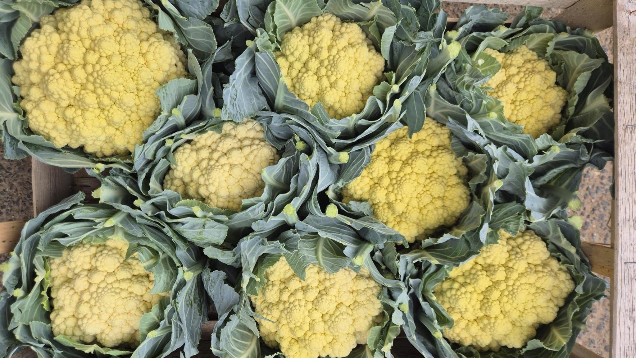 A palette box containing eight cauliflower heads that are yellow.