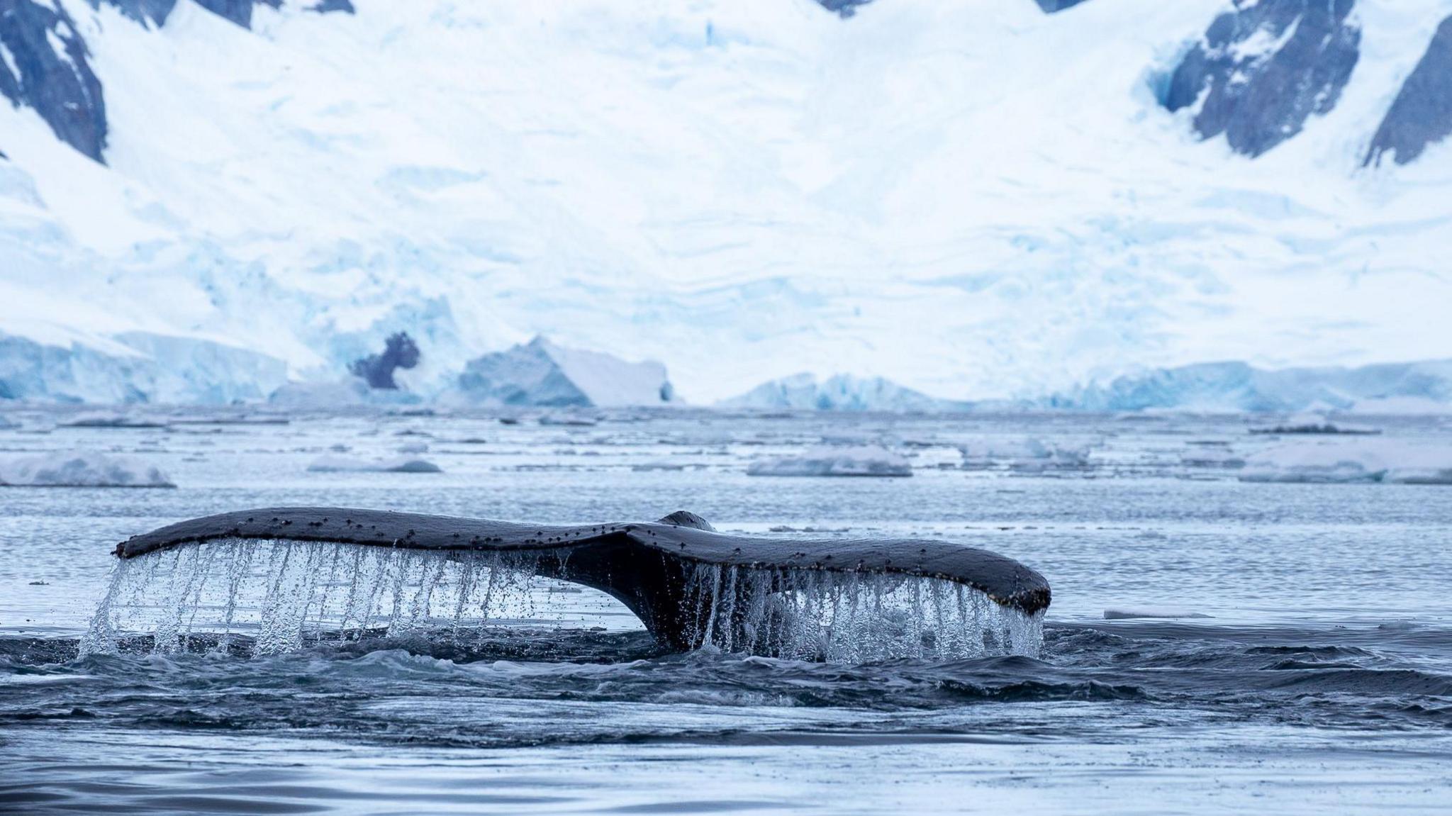 The fluke, or tail, of a giant humpback whale drips with seawater as the marine mammal hunts for krill in Antarctic waters. There is sea ice visible all around. 