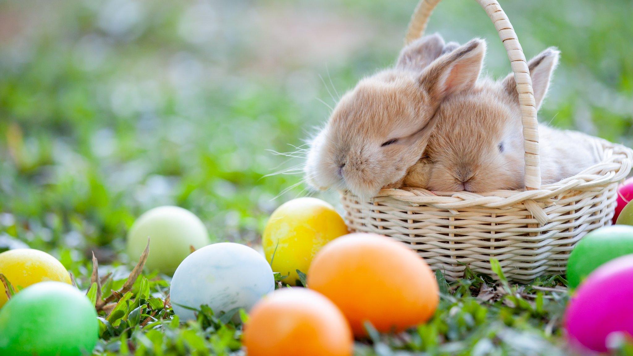 rabbits-in-a-basket-surrounded-by-colourful-eggs