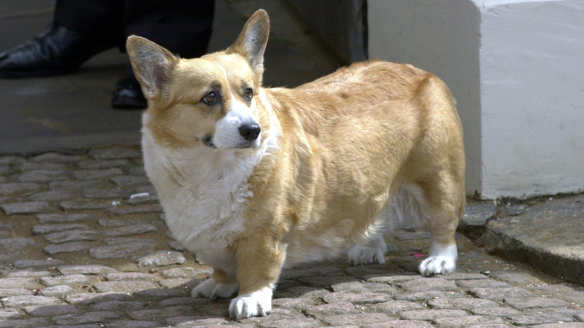 Corgi