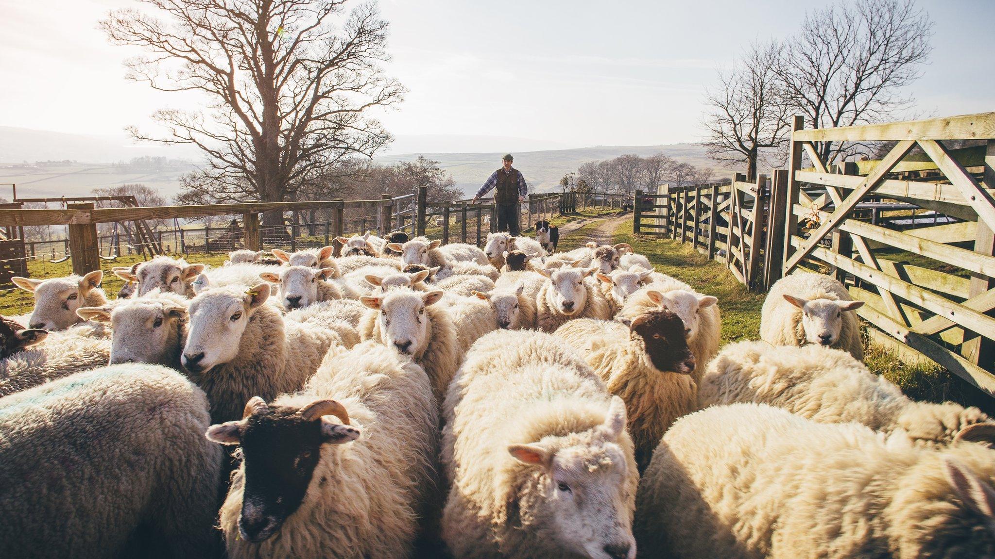 A sheep farmer