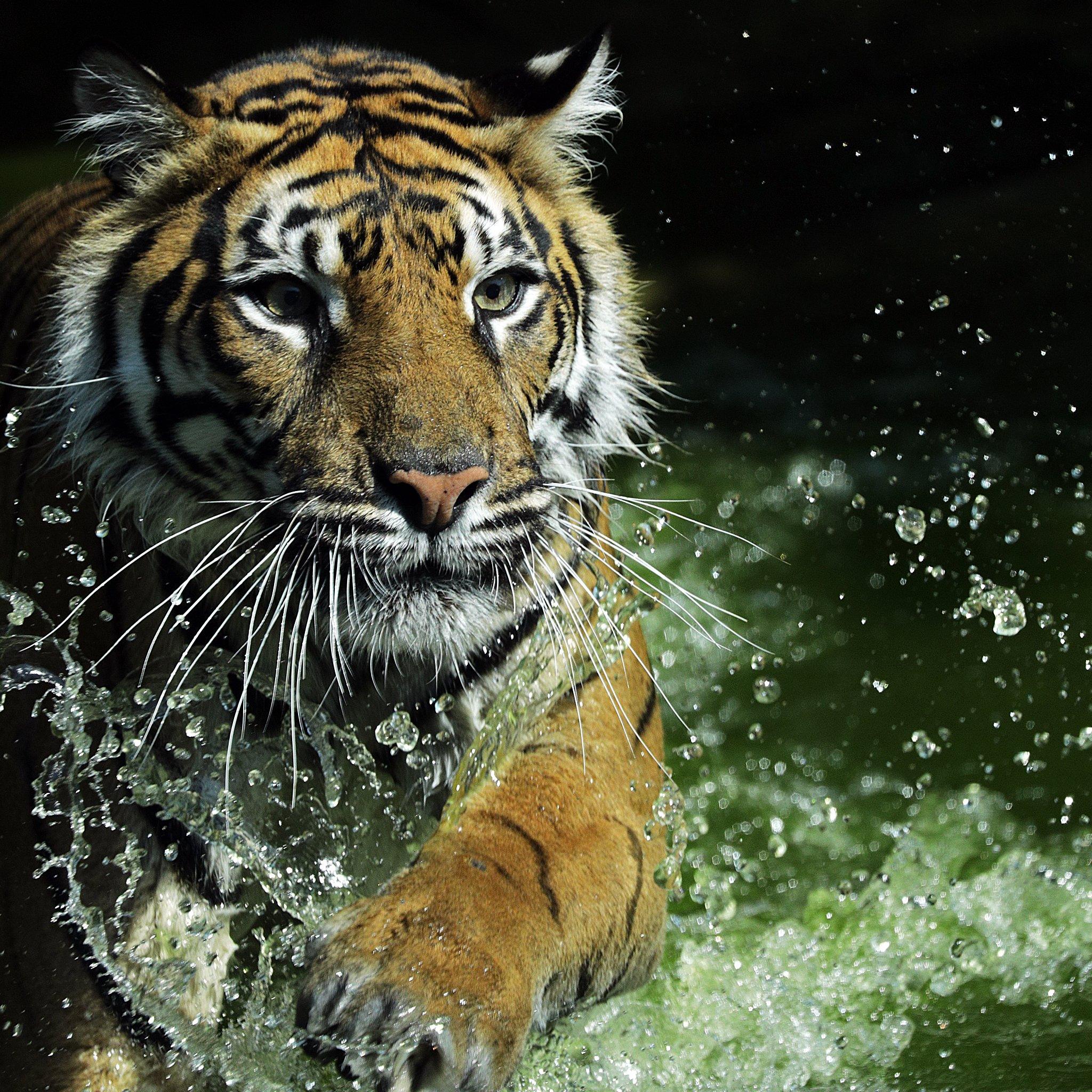 Sumatran tiger cub enjoying the water