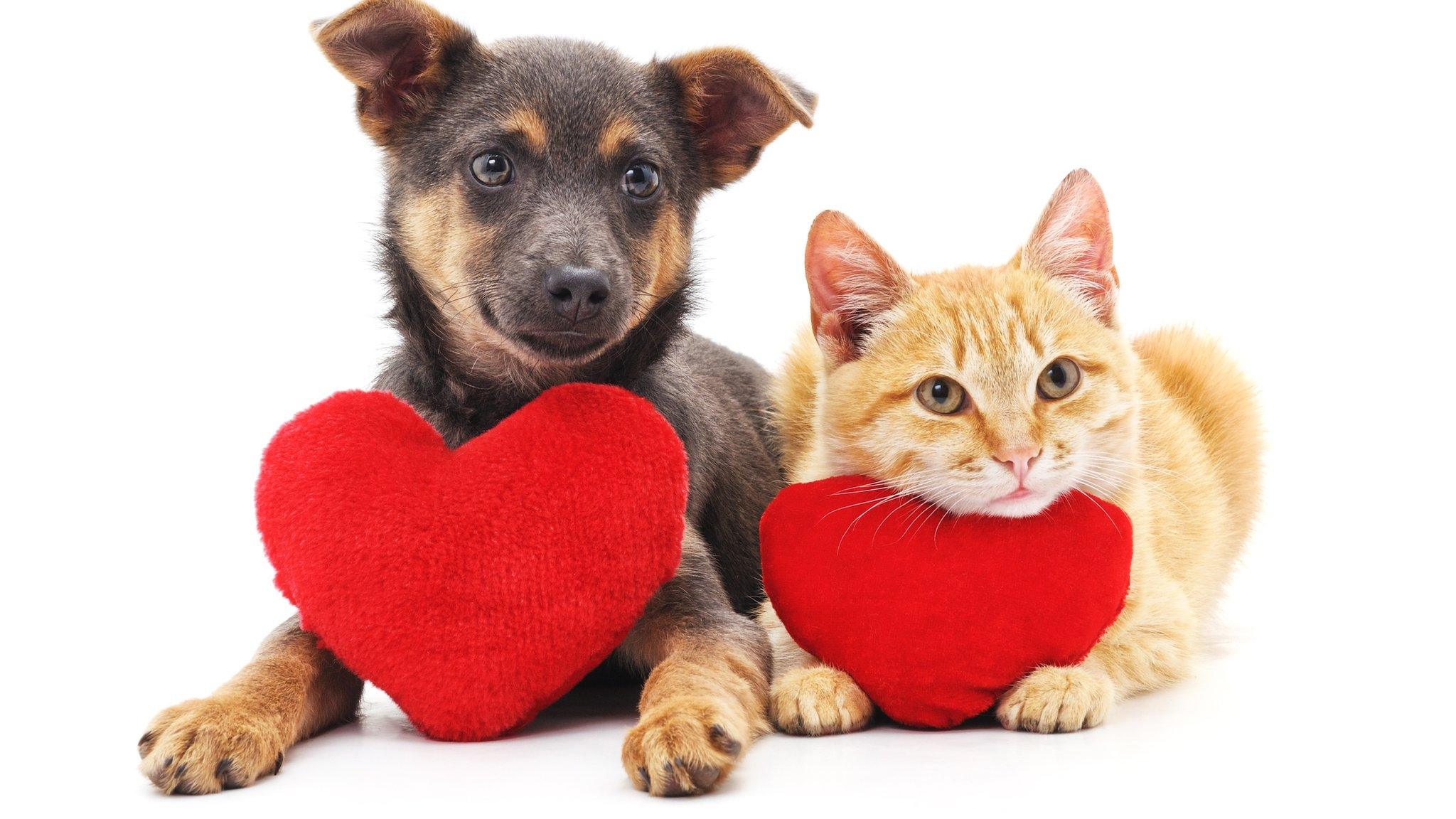 cat-and-dog-holding-love-heart-pillows