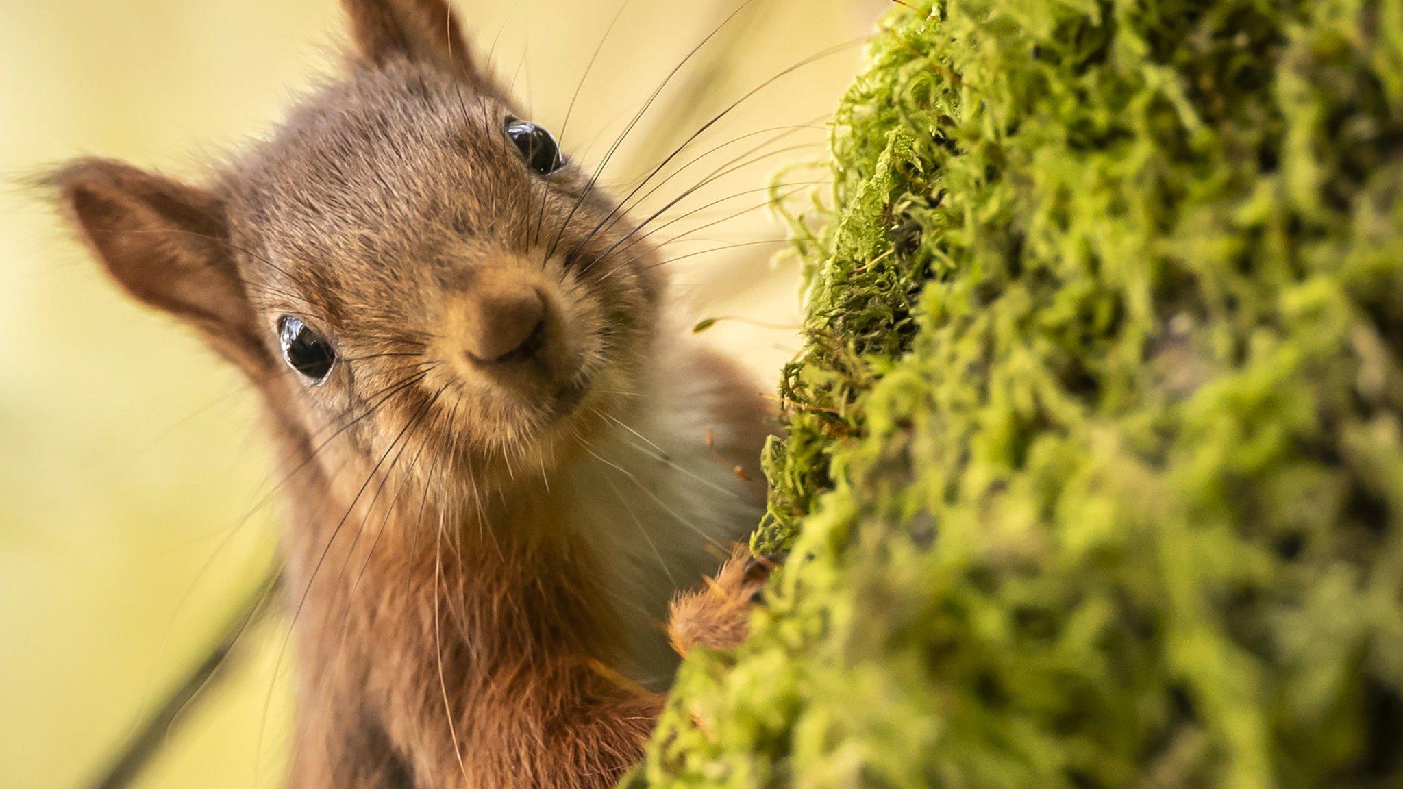 Red-squirrel