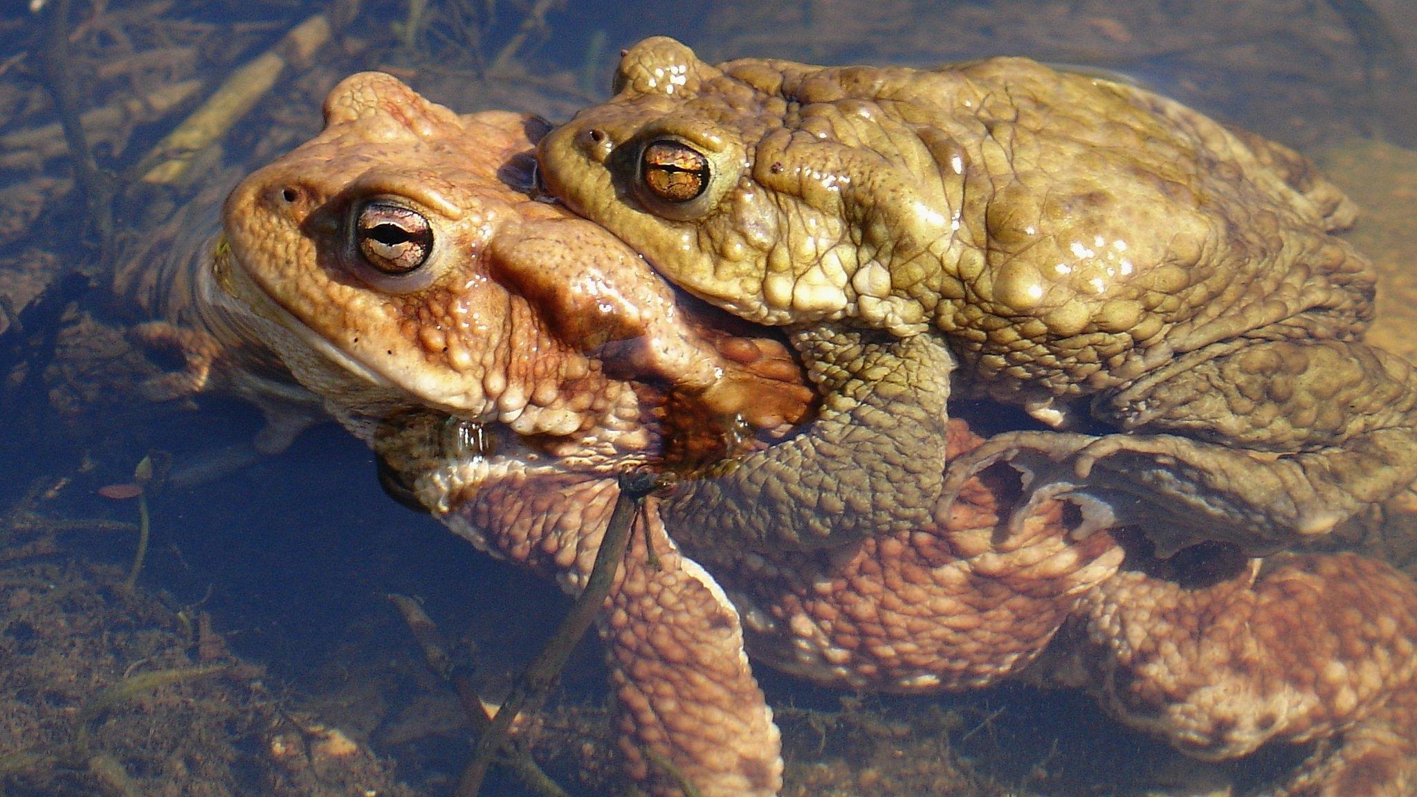 Toads are important pest controllers, eating slugs, snails and insects