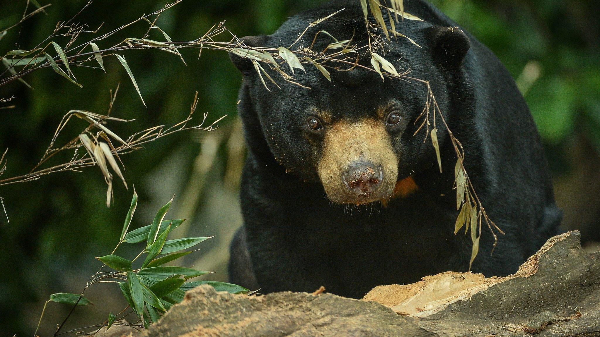 Sun bear (Image courtesy of Chester Zoo)