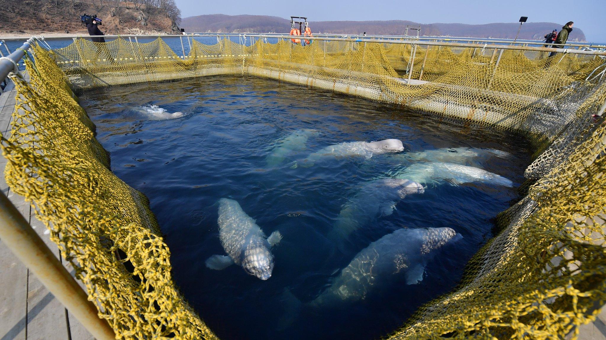 Whale jail in eastern Russia