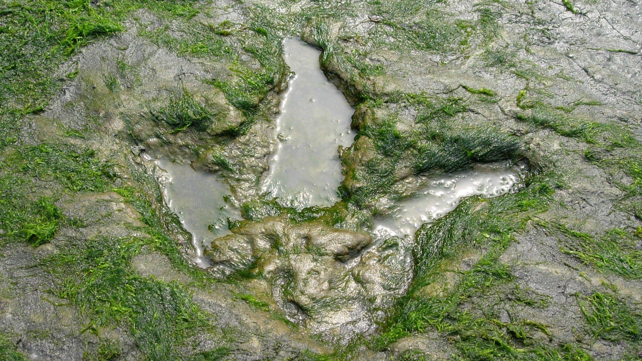 Lorgan coise dìneasair