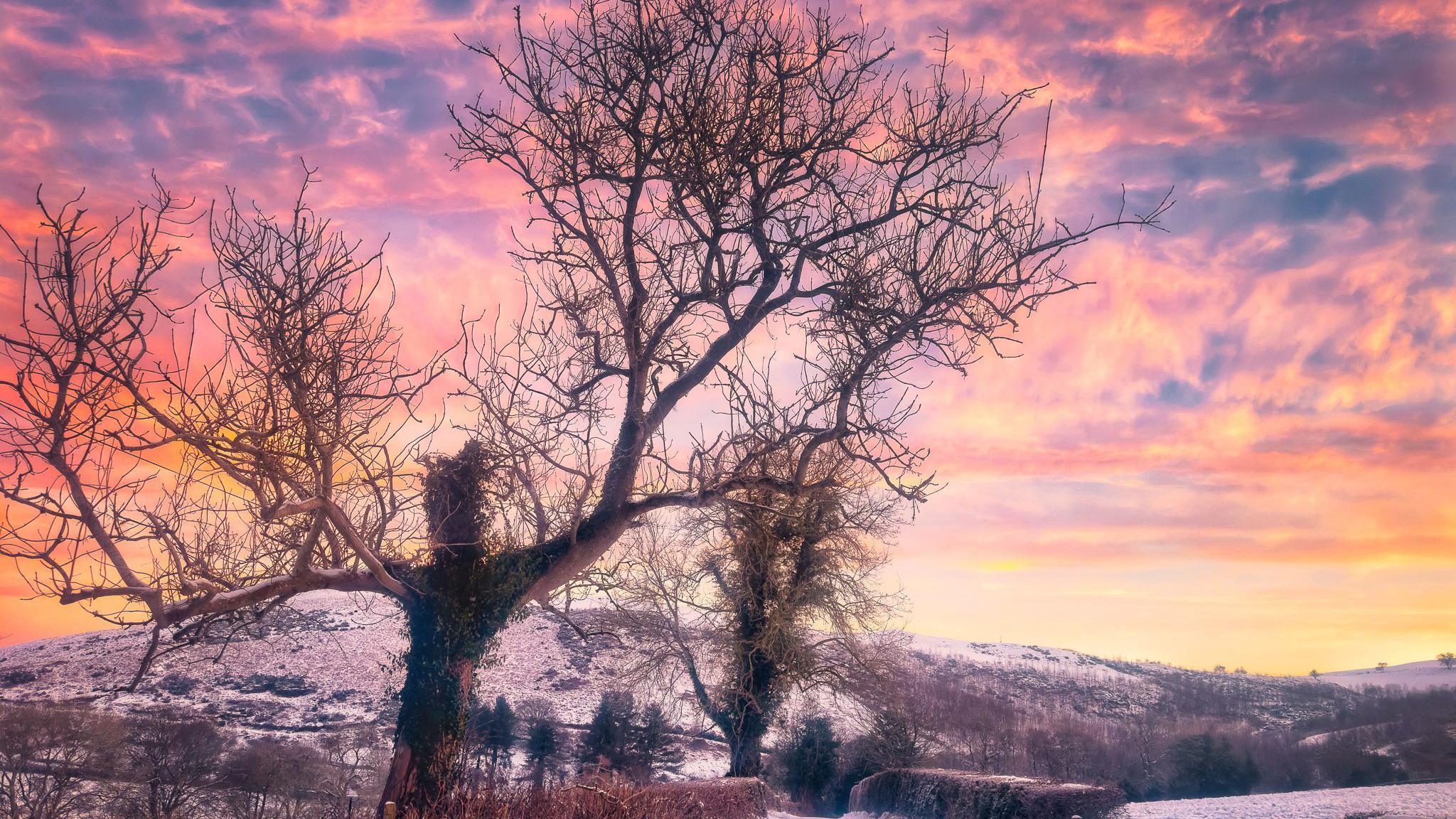 A tree on a farm with snow on a hill in the distance. The sunset is creating a dramatic dappled effect of gold, orange and blue on the clouds. The photo almost looks like a painting. 