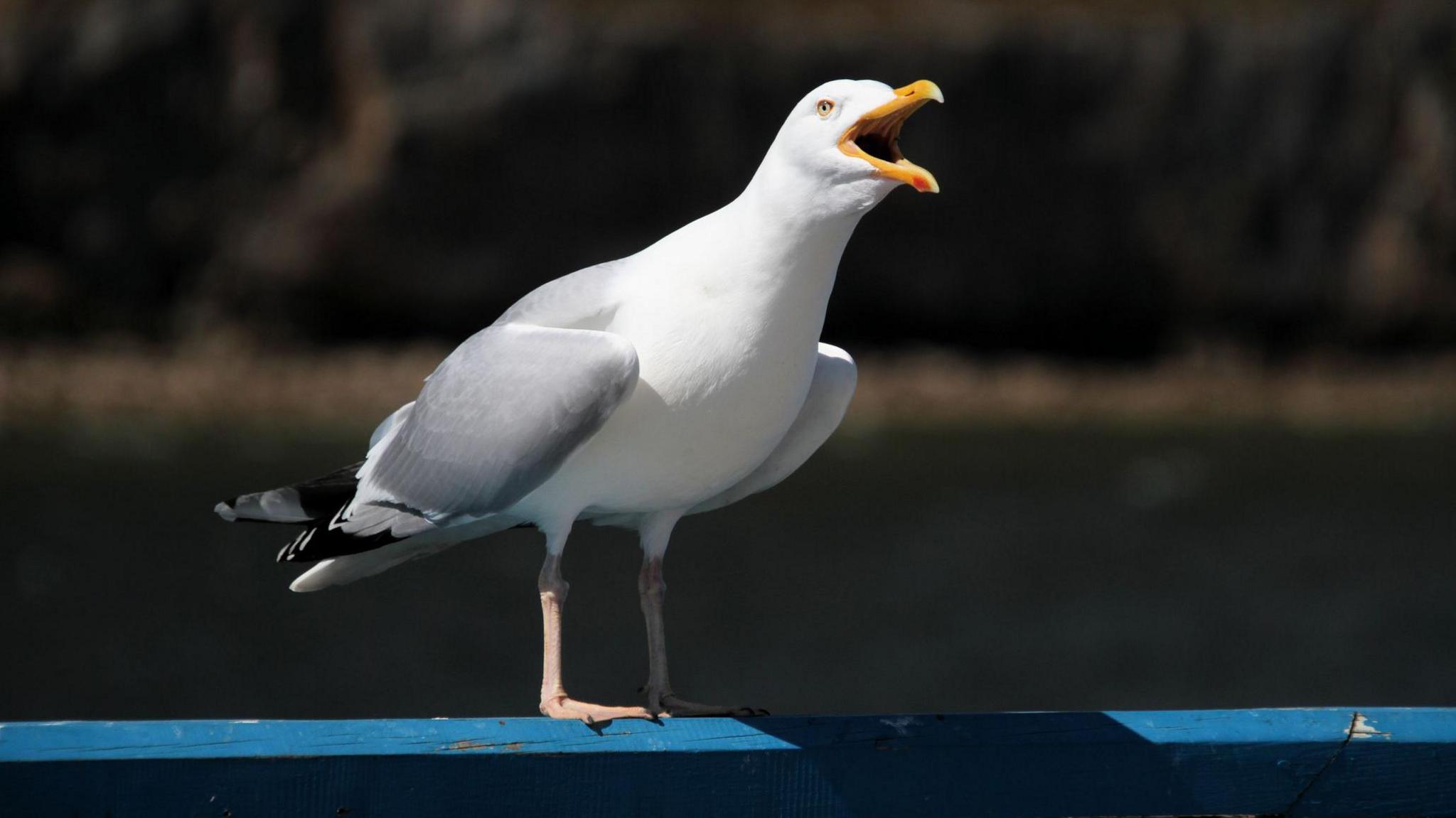 A shrieking seagull with its beak open, standing on a blue railing.