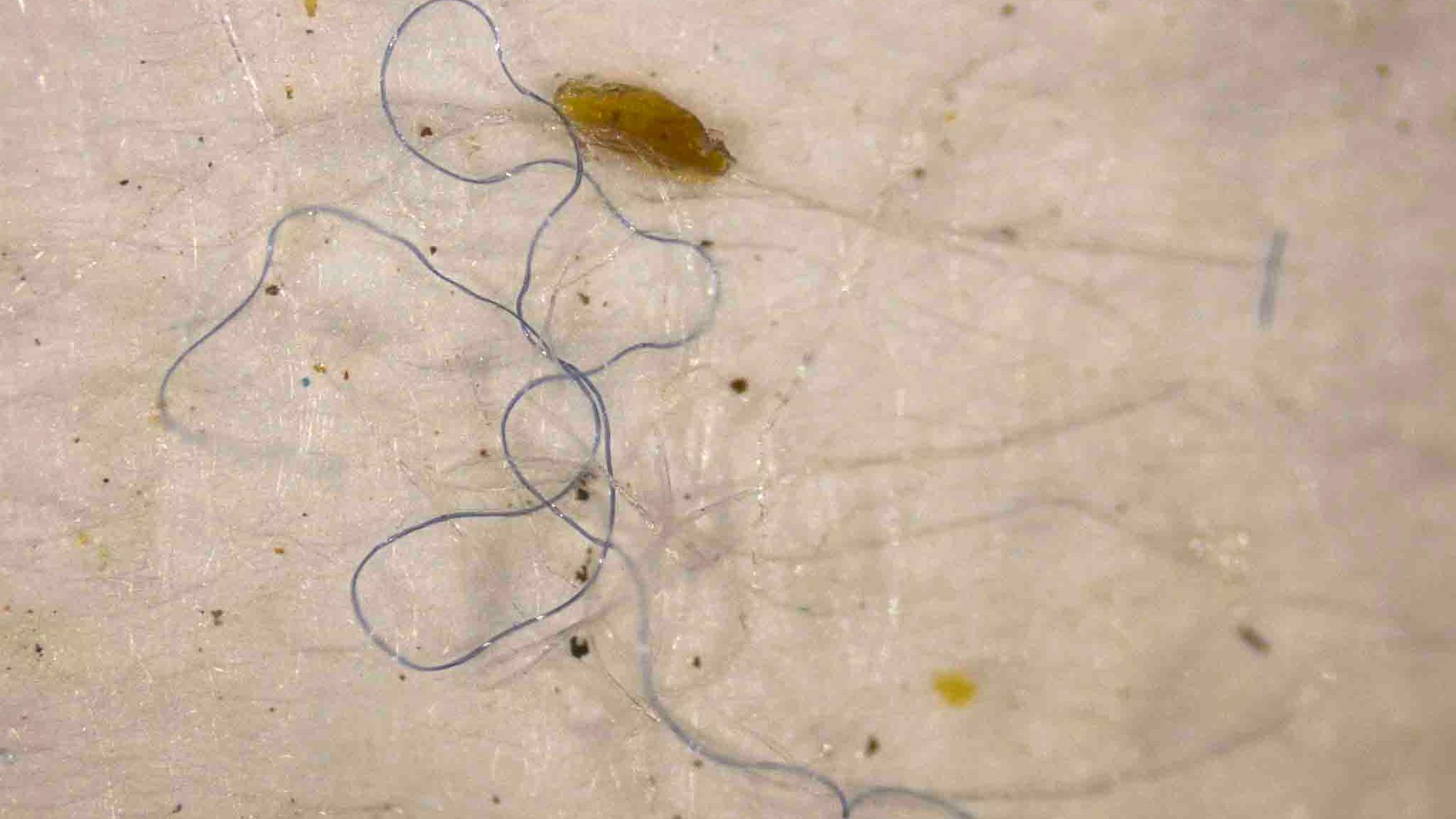 Nylon ingested by a beetle