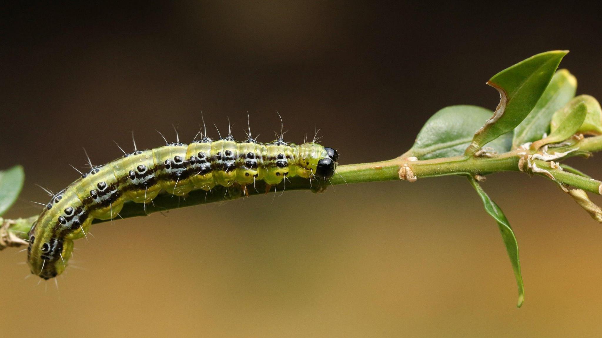 Box tree caterpillar on a branch