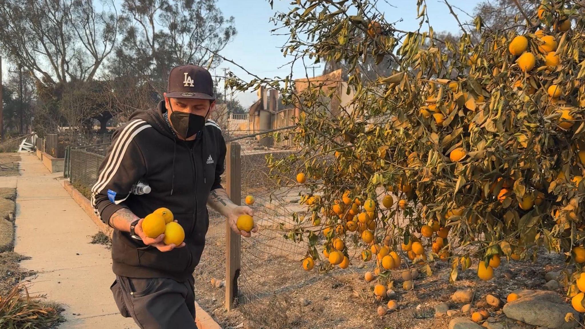 Daron collects lemons to replant