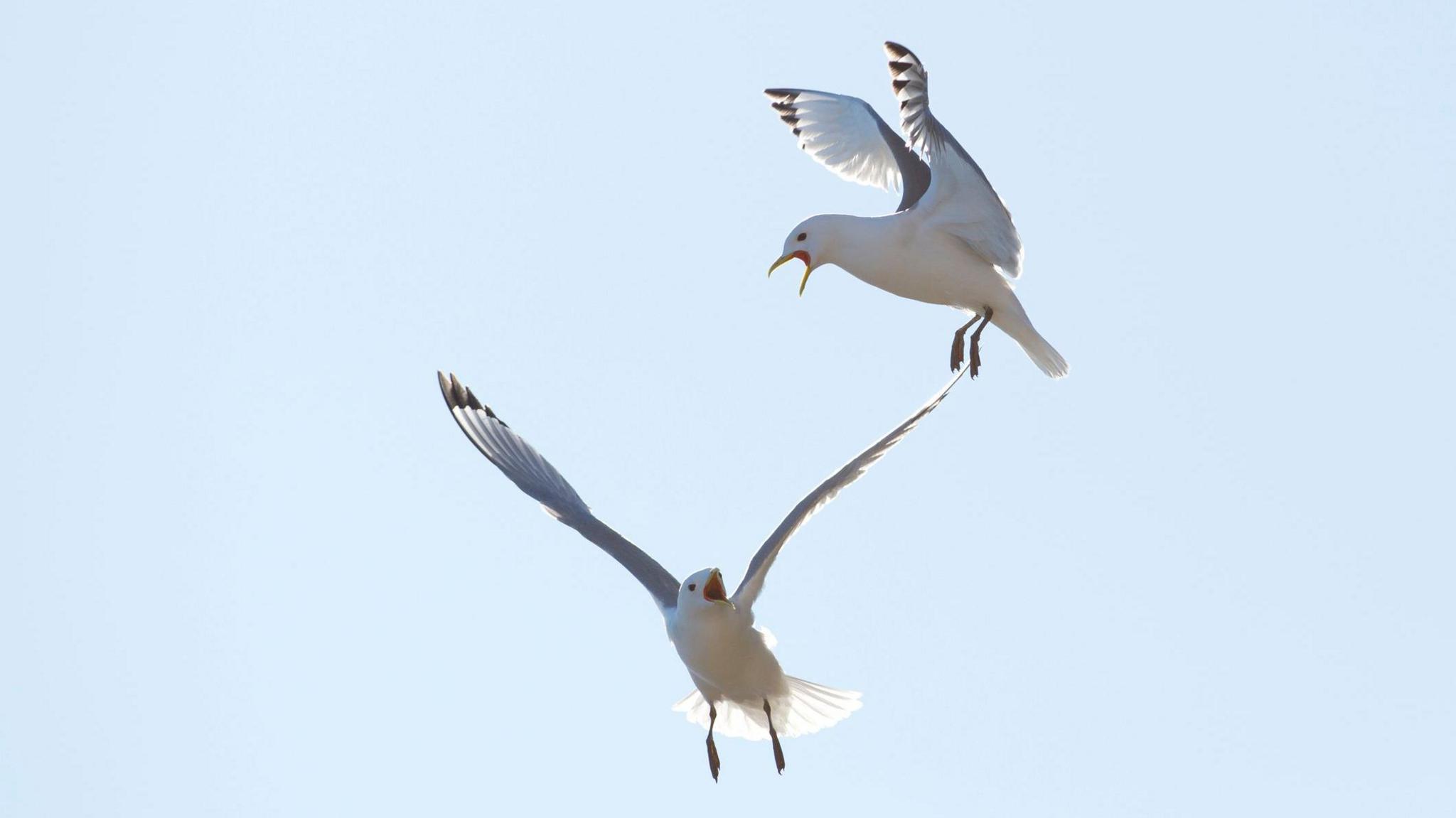 Two kittiwakes fighting in mid-air