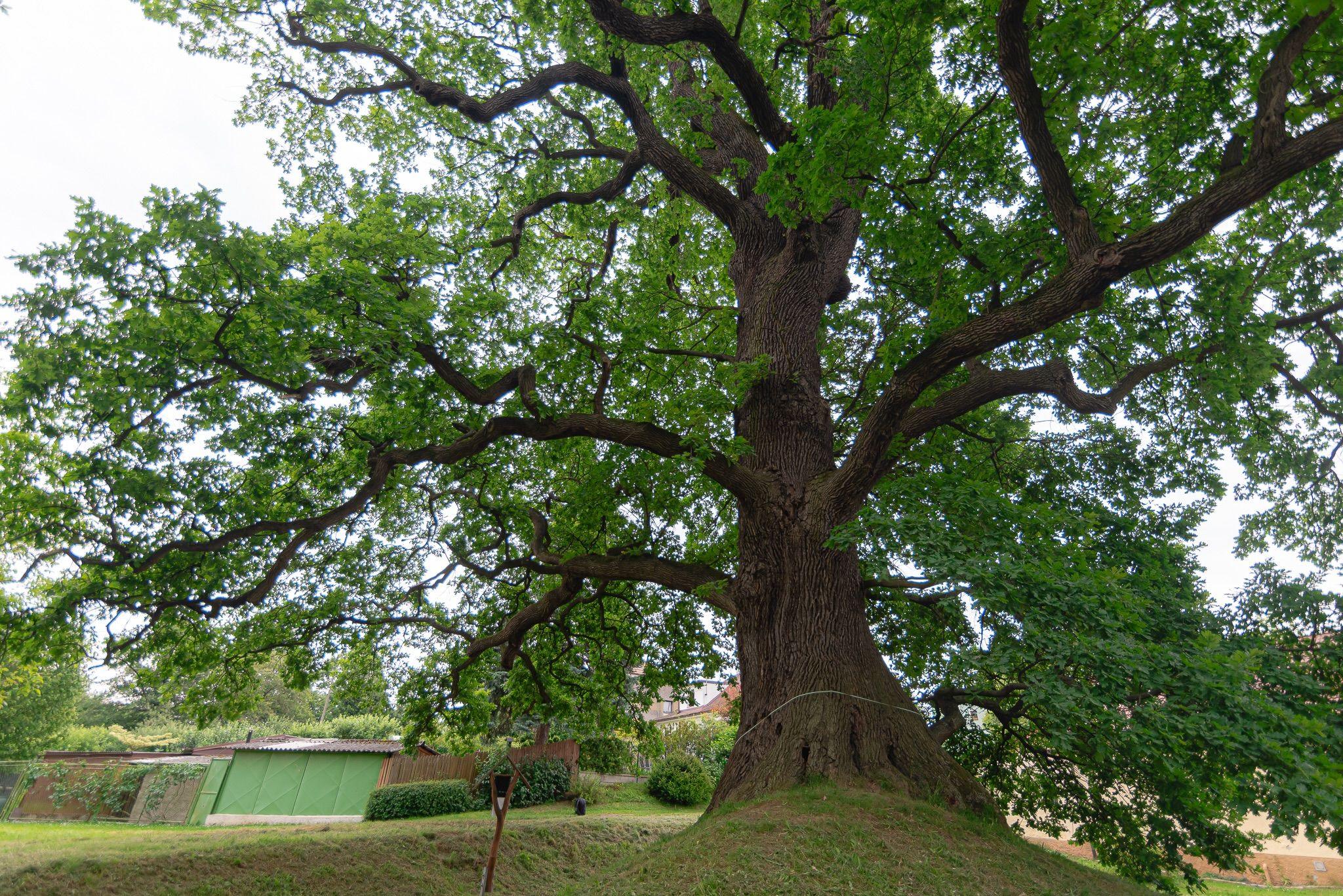 A large Common Oak with a thick trunk and sprawling branches covered in green leaves, standing on a grassy mound. Small buildings with green doors and wooden fences are visible in the background, providing a sense of scale.