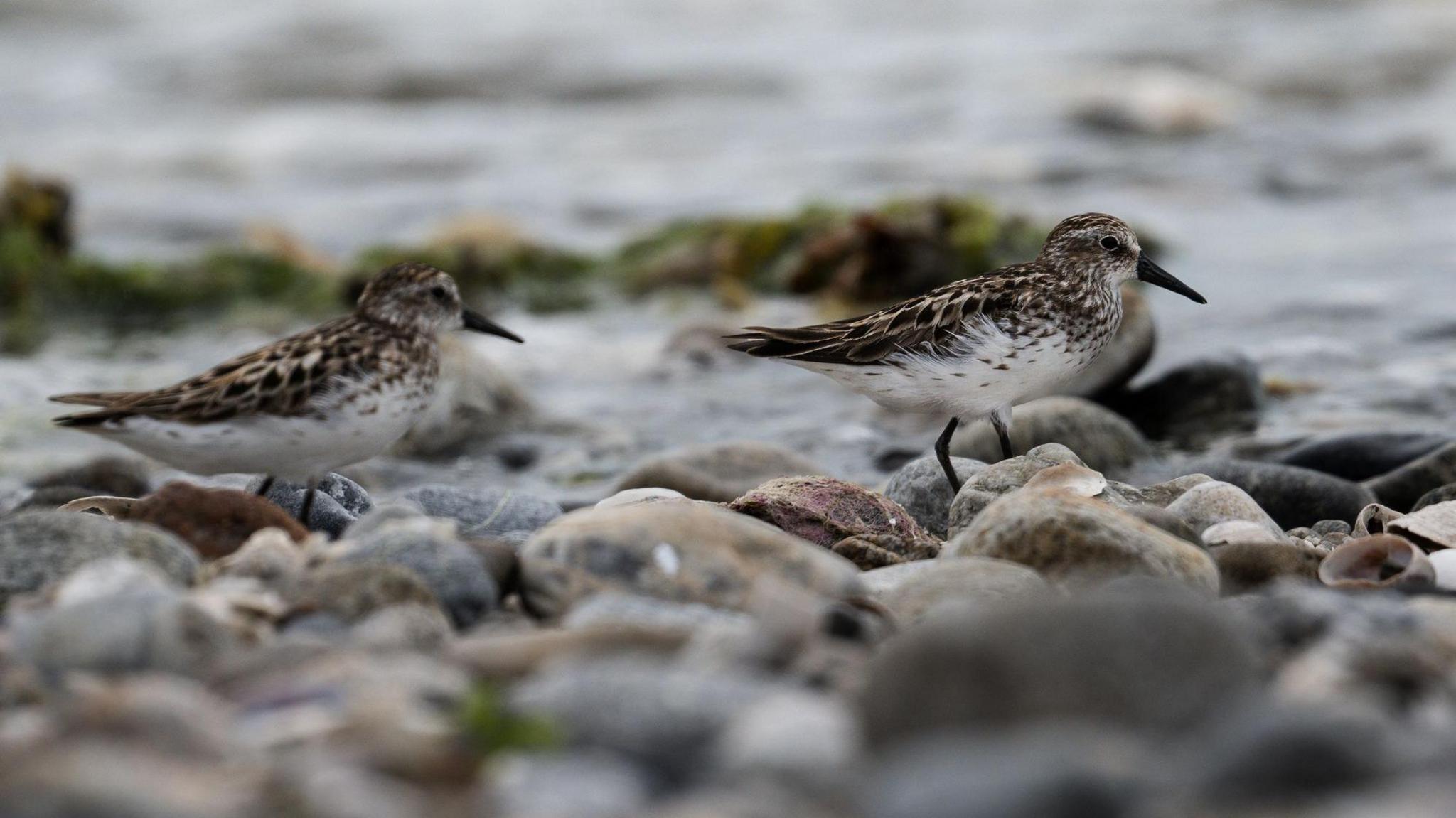 two semipalmated sandpipers on a rocky beach