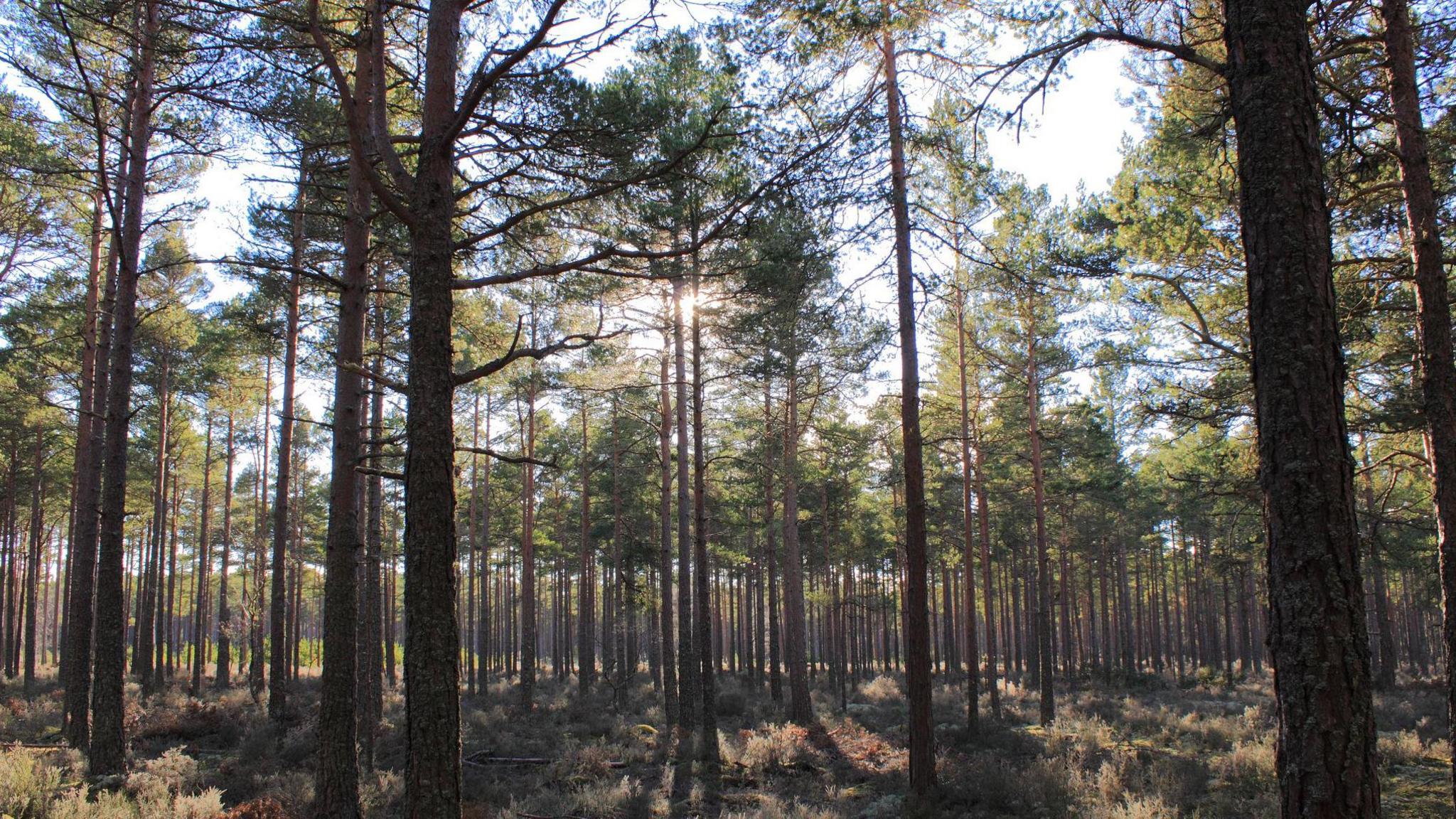 Sunlight shines through pine trees in the forest. Heather covers the ground.