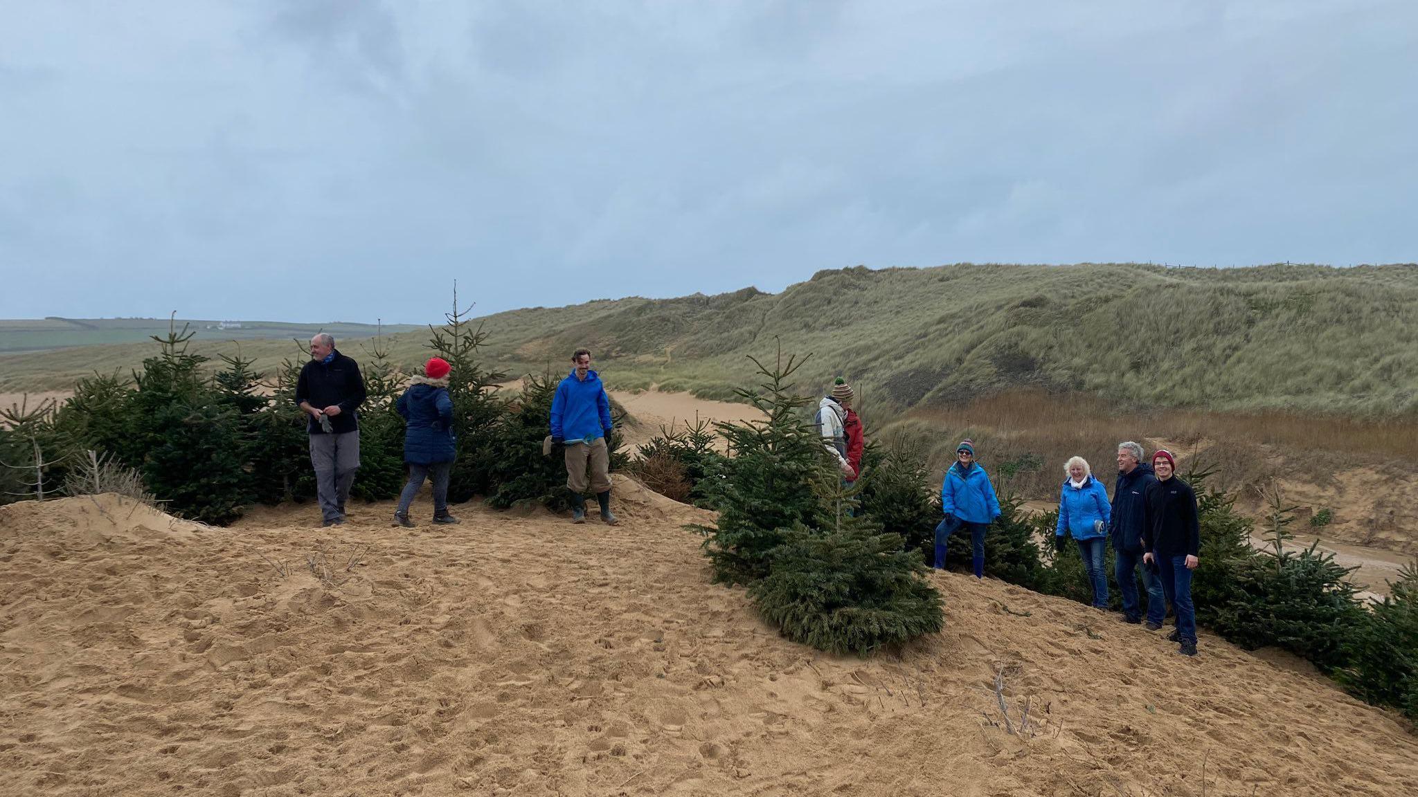 Christmas trees on a beach