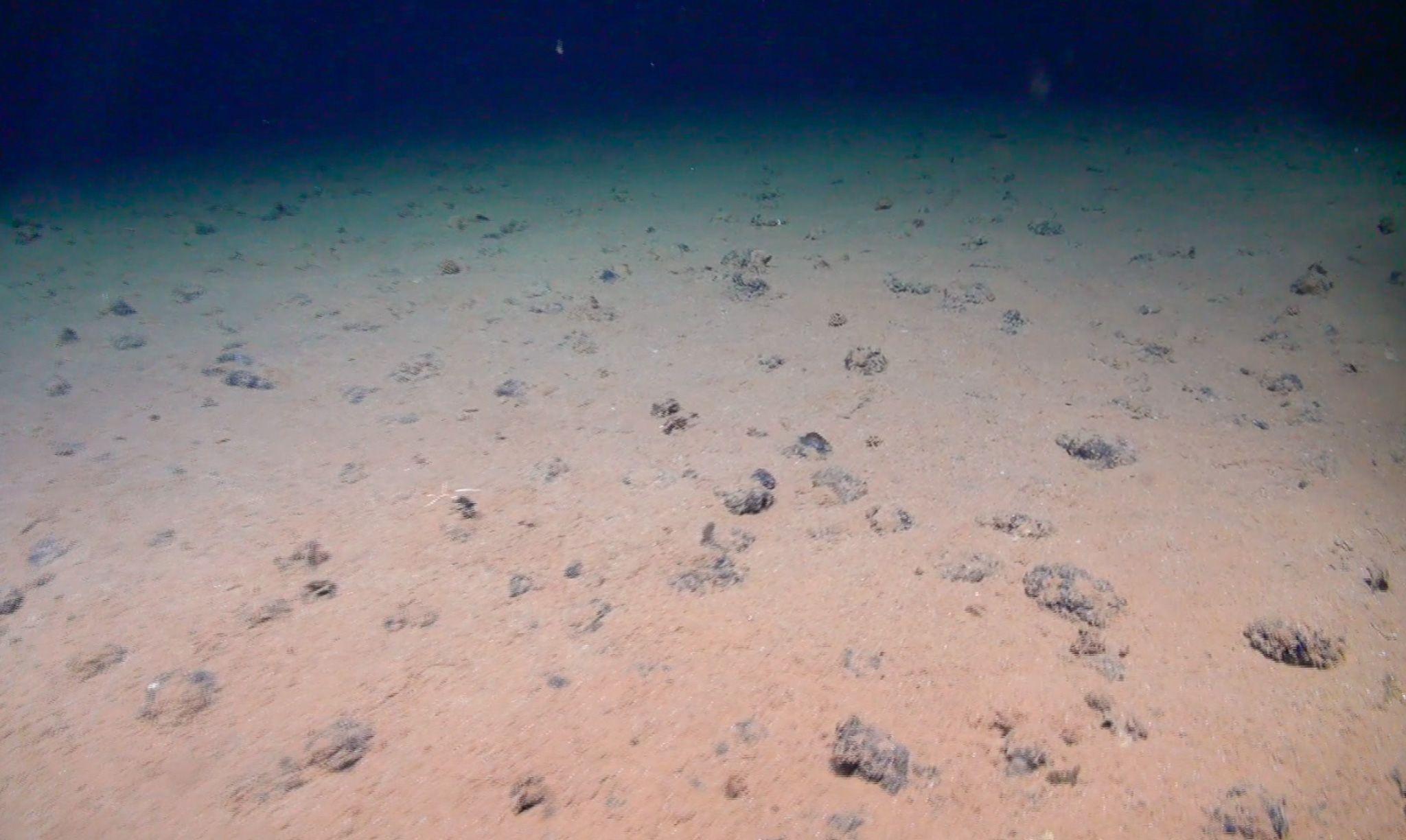 Metal nodules on the seabed