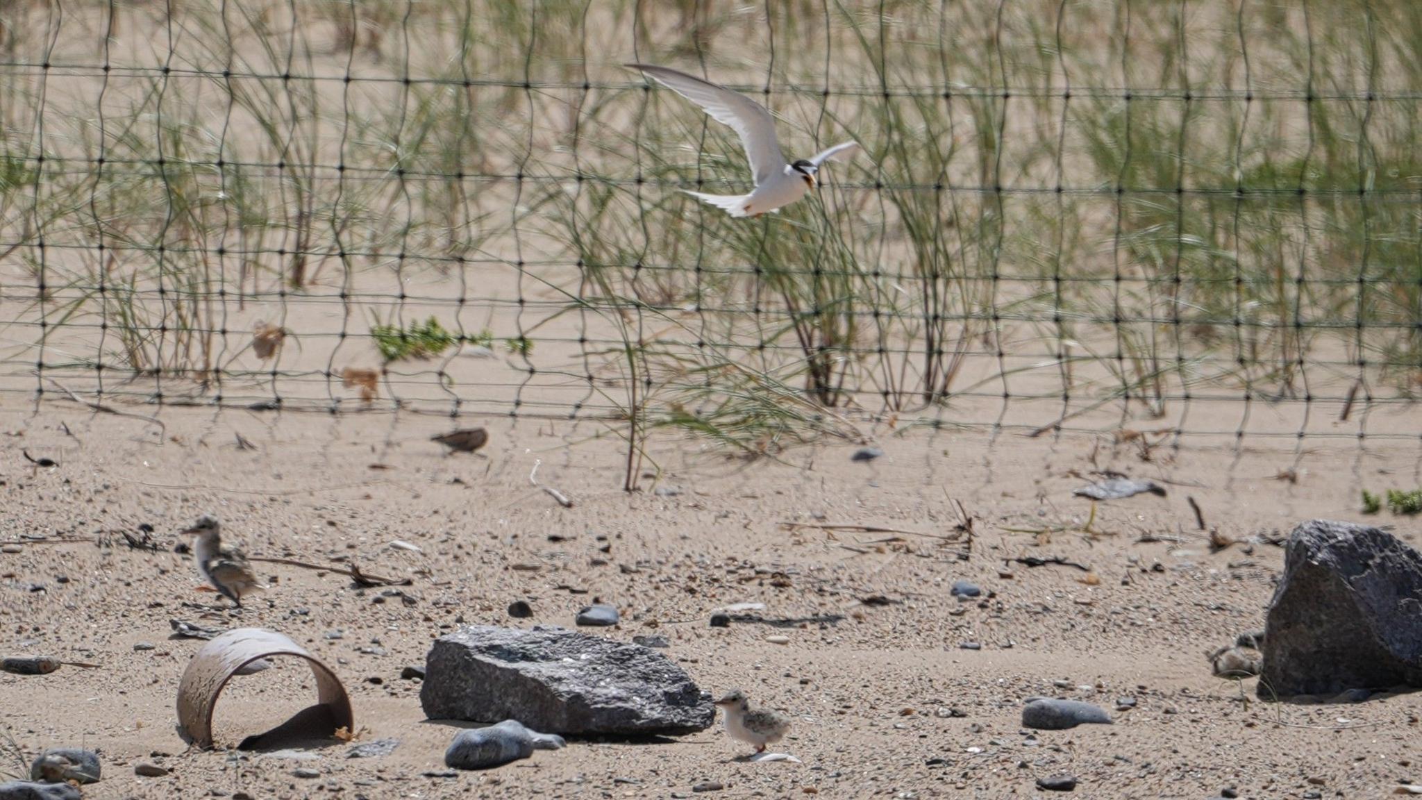 An adult little tern, a white sea bird with a black head, flies above the beach as a brown chick walks along the sand. In the background is a plastic net-style fencing and clumps of green marram grass.
