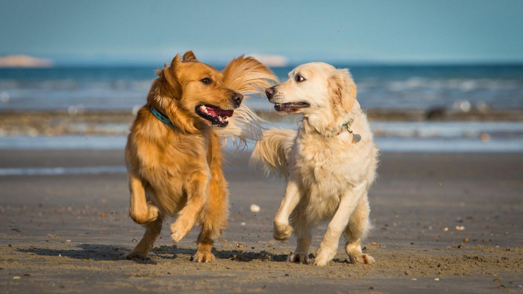 Two Golden Retriever Dogs running together while looking at each other on a sandy beach