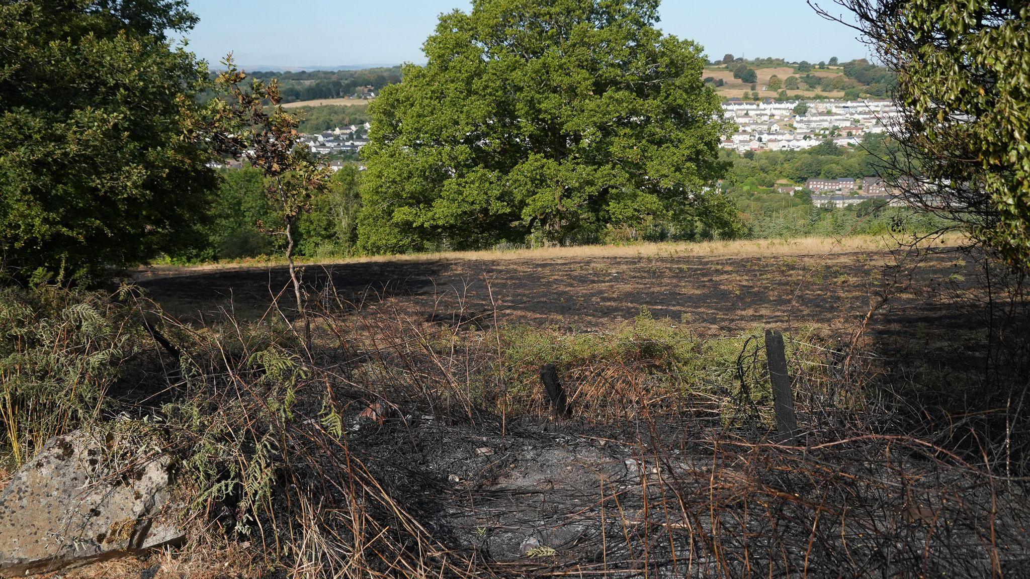 A charred field and fence with green trees and homes in the distance.