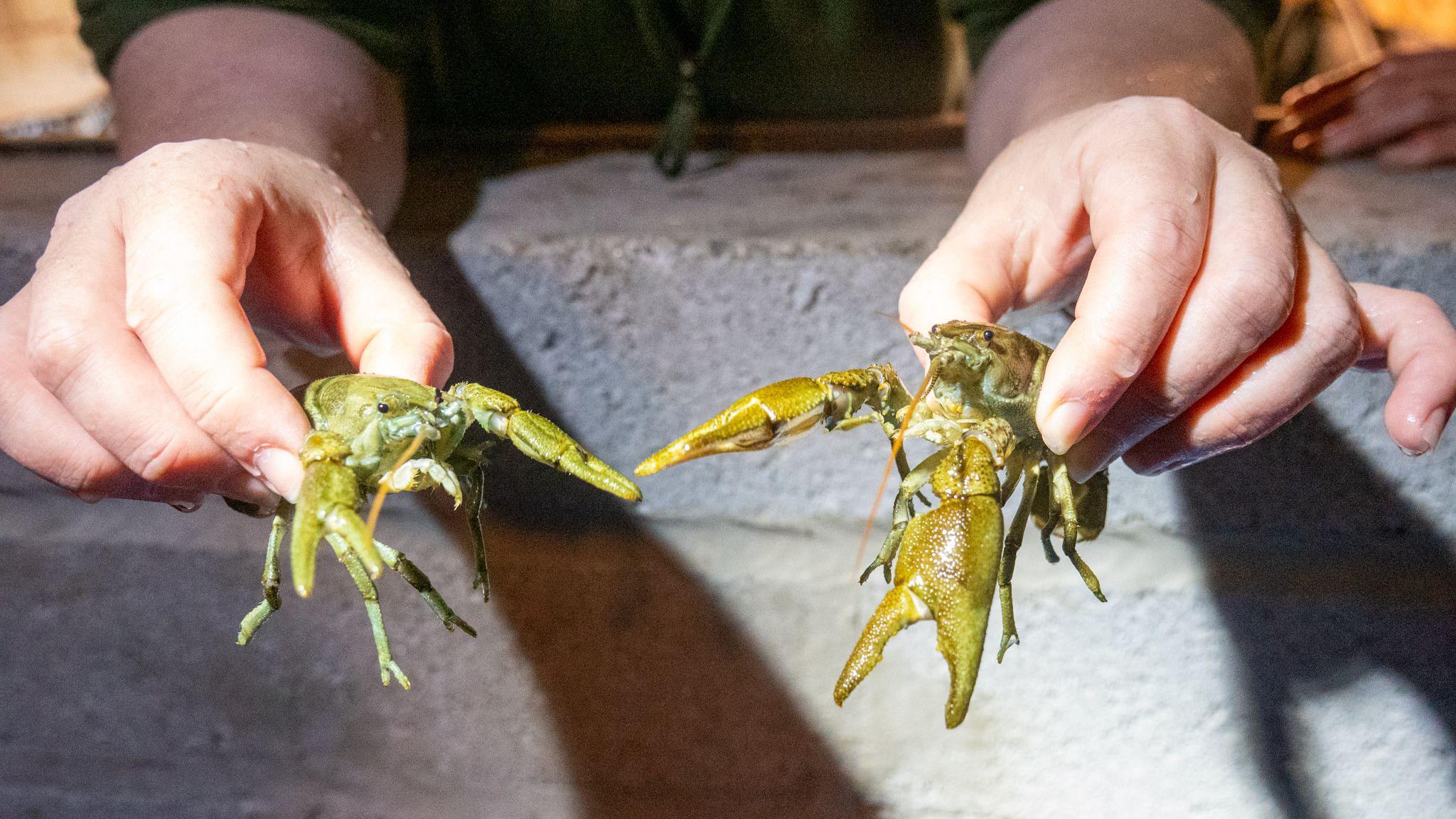Two white-clawed crayfish being held. They are a light green and have large pinchers. They have small black eyes and long legs.