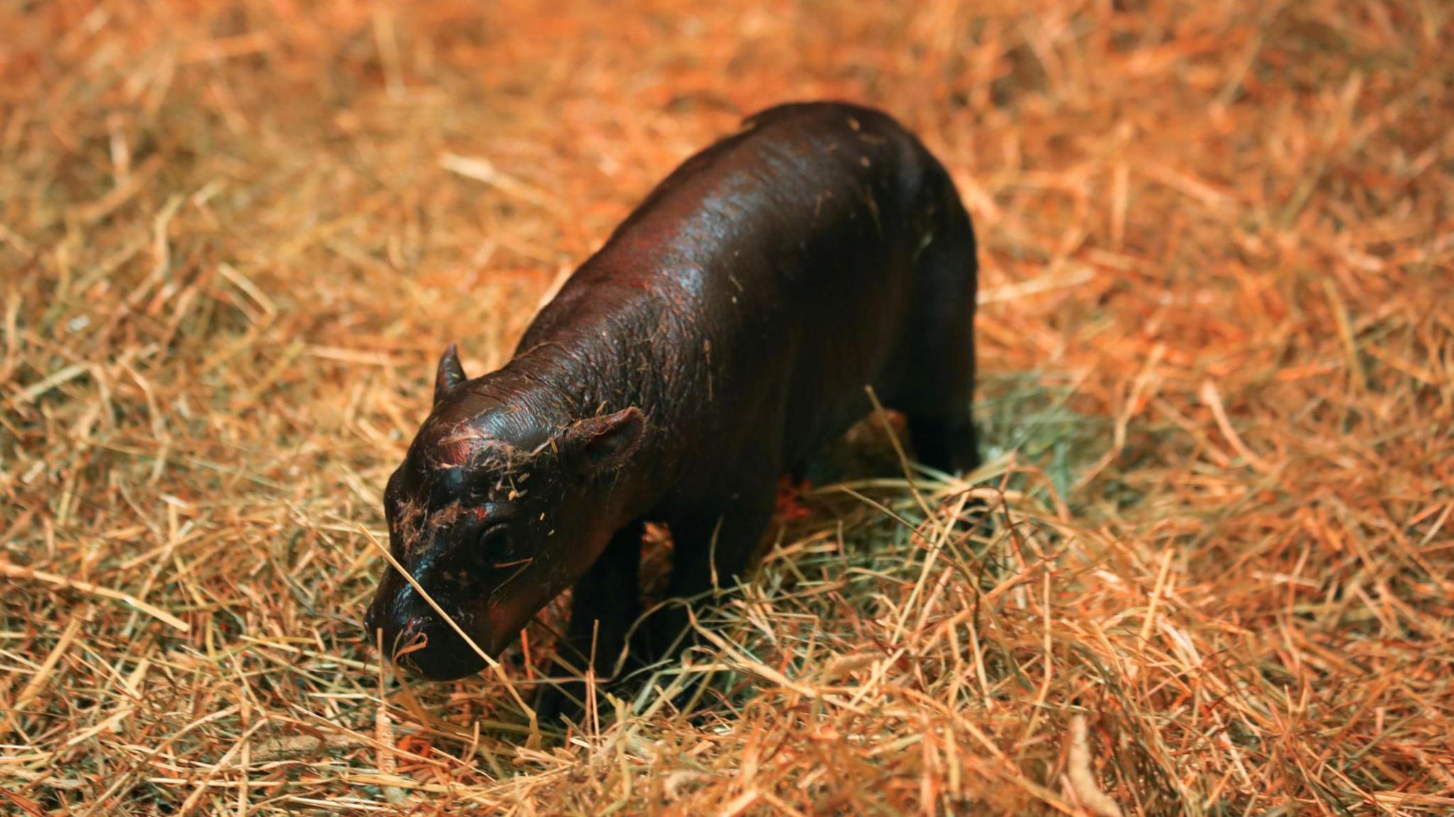 Endangered pygmy hippo Haggis walking around straw while in her enclosure at Edinburgh Zoo