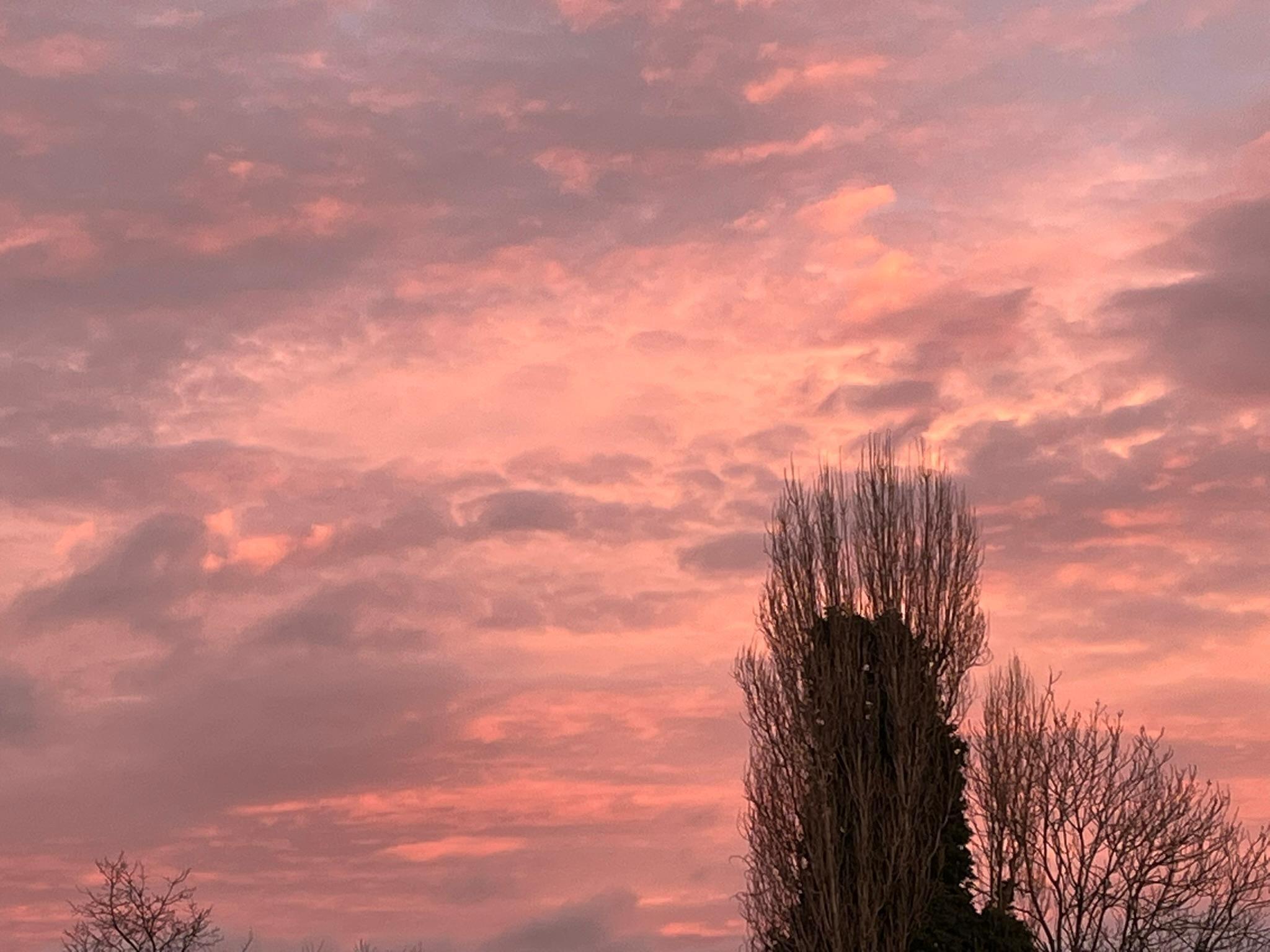 A dappled grey and pink sky with wintry trees silhouetted at the bottom of the shot.