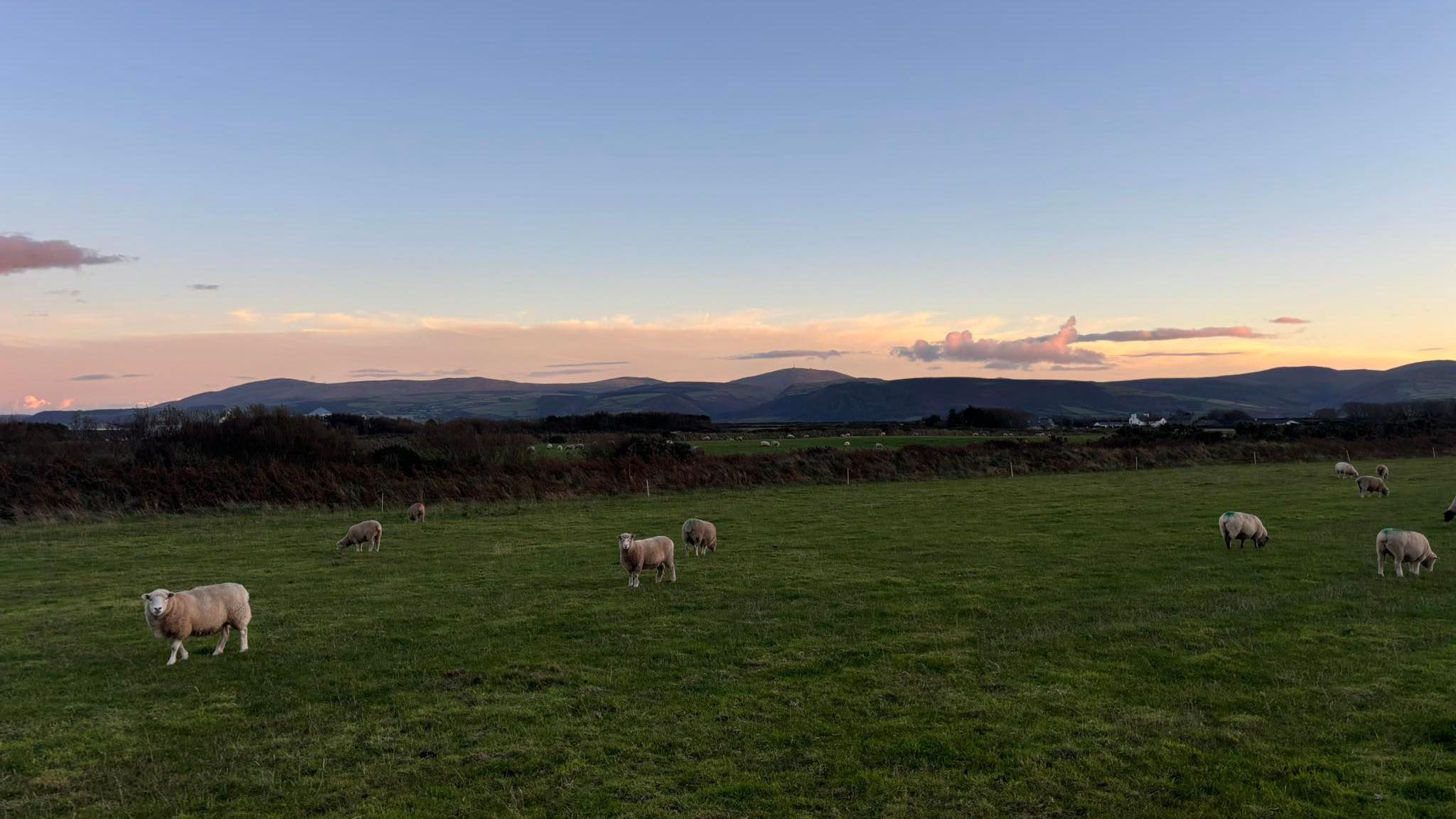 A large field, there are hills in the background and the sky is pink for either sunset or sunrise.