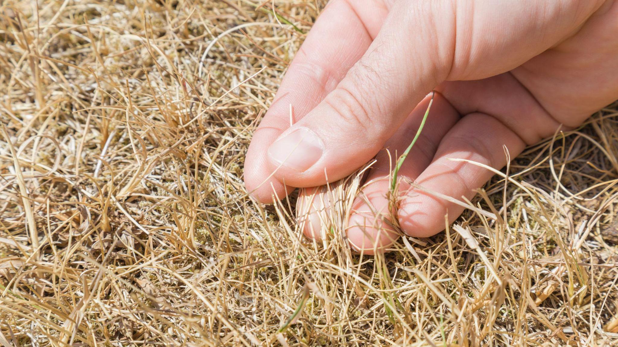 A hand feels brown, dry grass