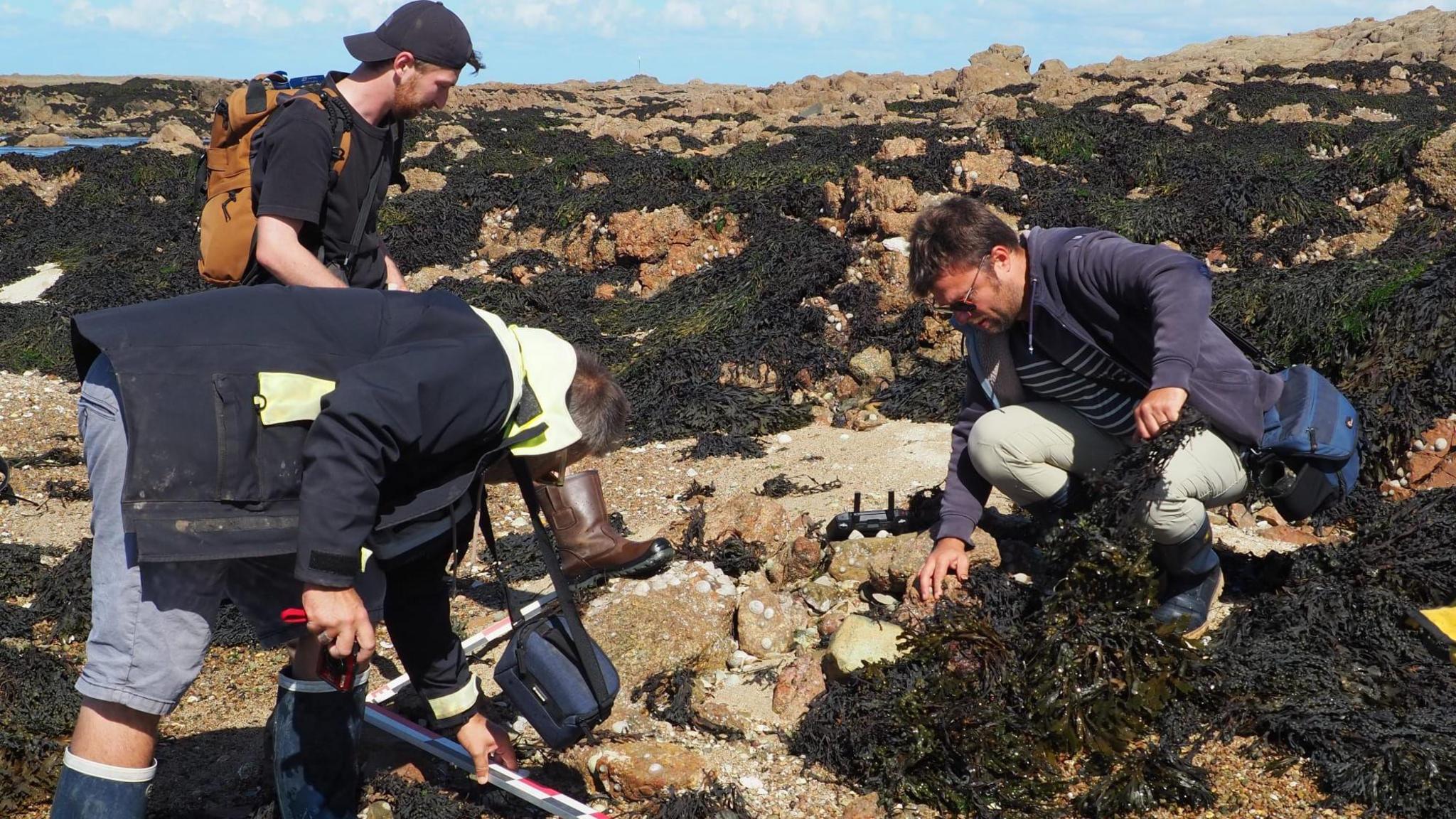 Three people are looking at stones along the Jersey coast to examine what they could have been used for. It is a sunny day. The stones are in an area with lots of seaweed covering the surroundings.