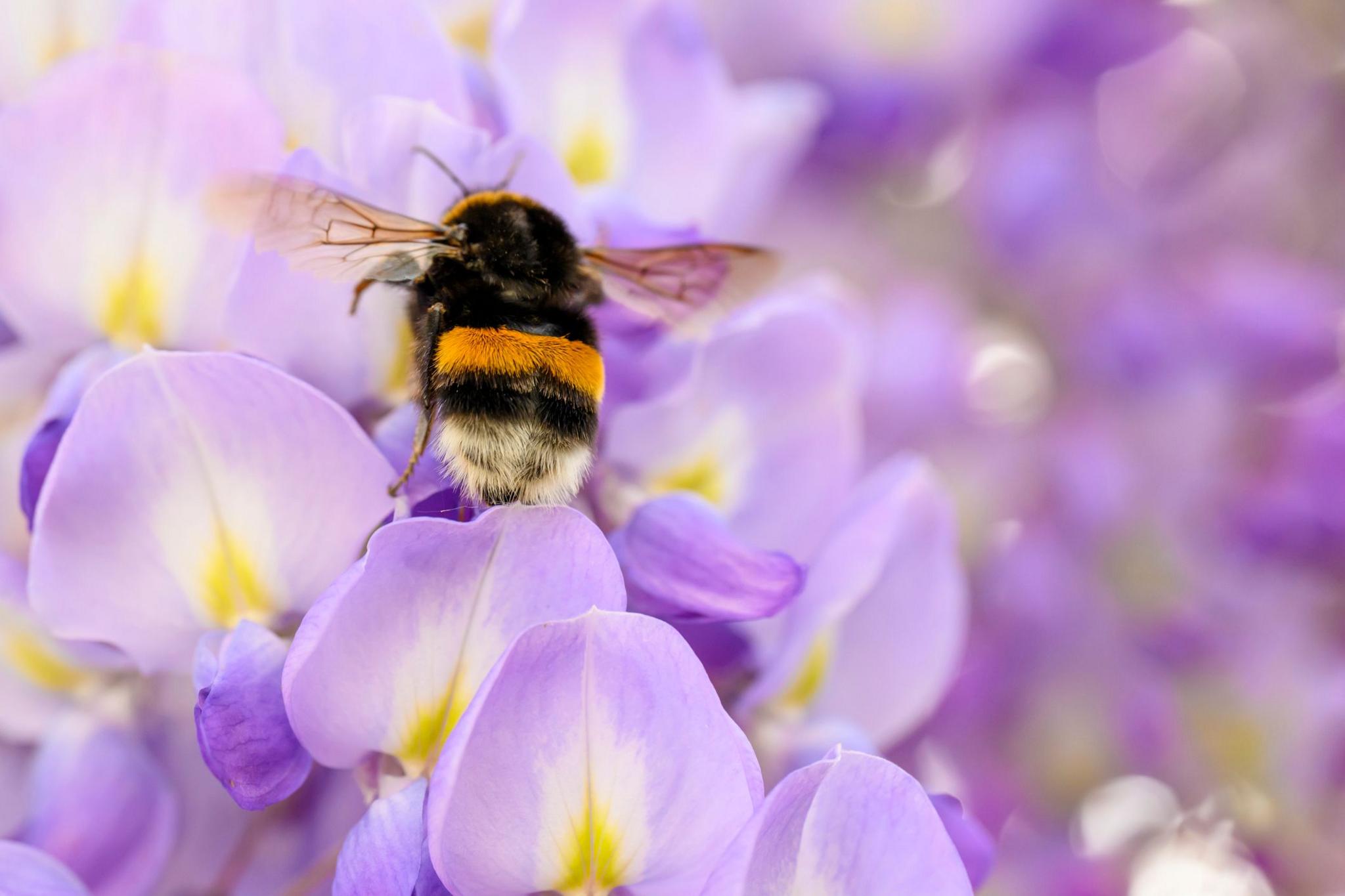 Bumblebee seen on wisteria plant 