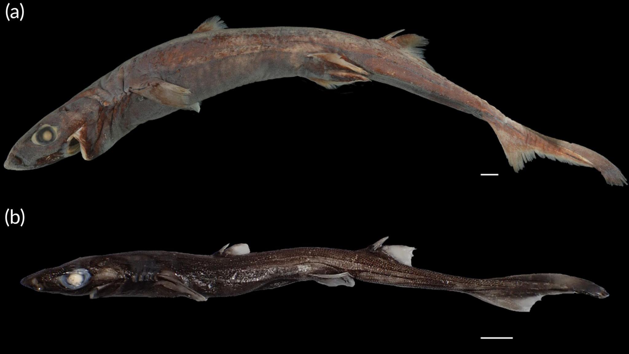 Picture of skinny dark-coloured sharks with large white eyes and fins against a black background