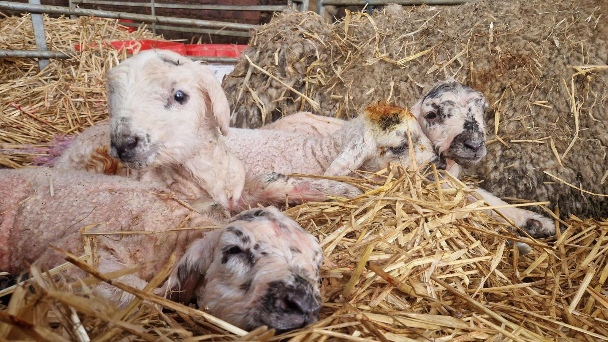 Baby lambs