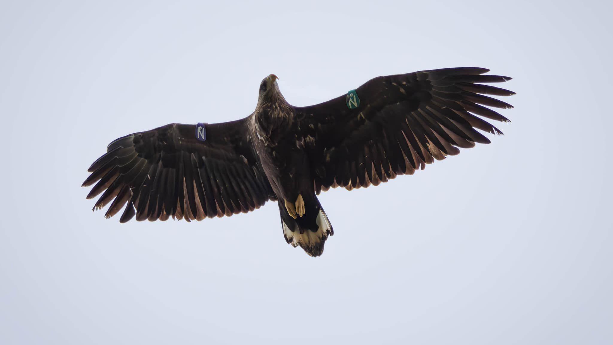 A white-tailed eagle in flight over Donegal tagged with the letter N