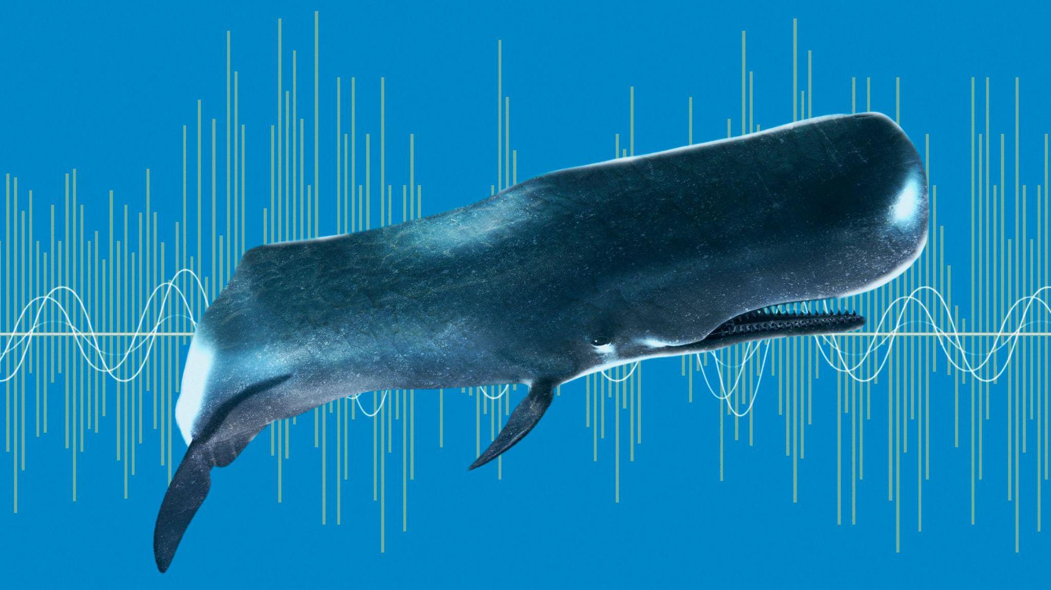 an illustration of a sperm whale in front of illustrated sound waves.