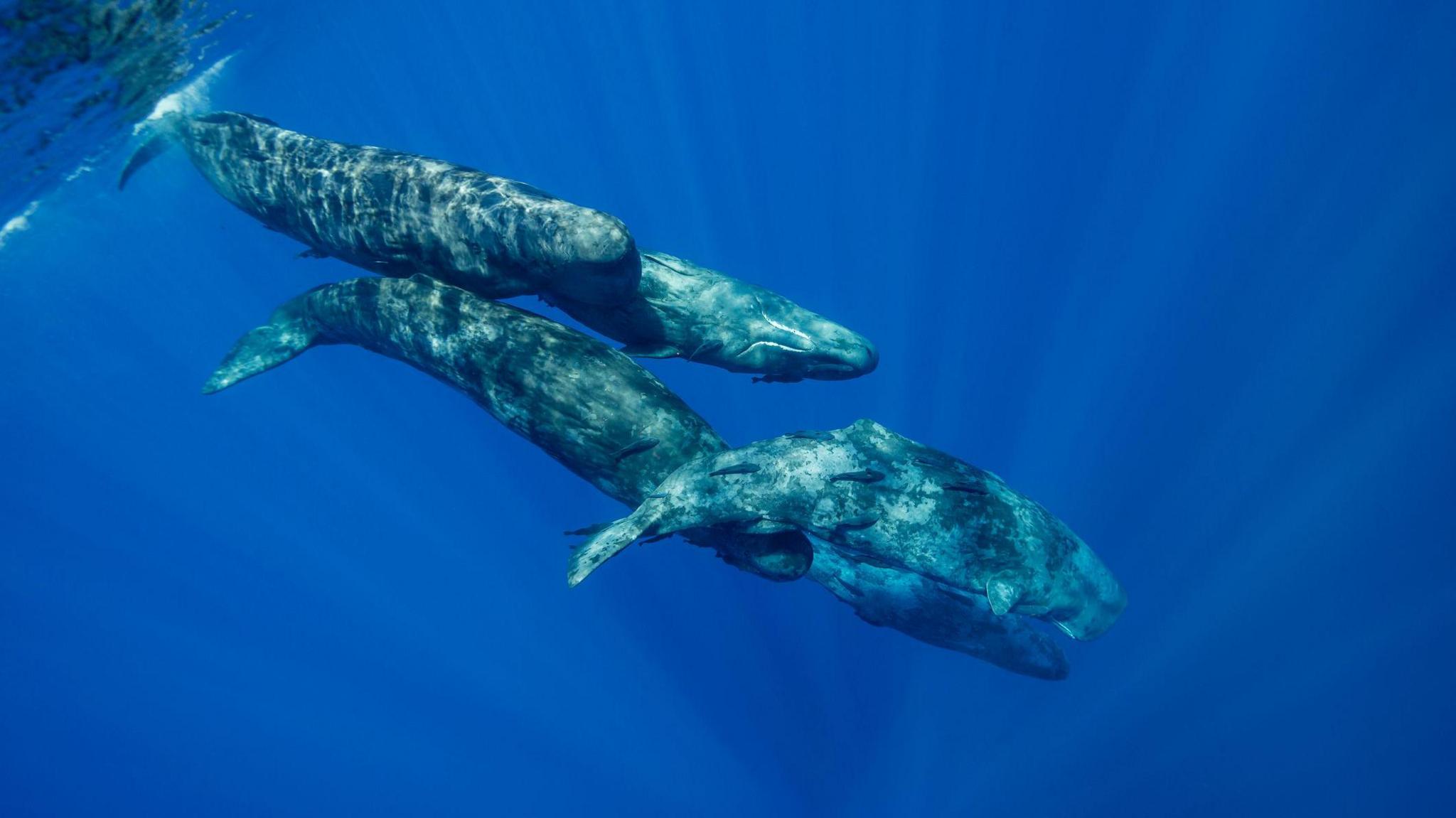 group of sperm whales in the sea.
