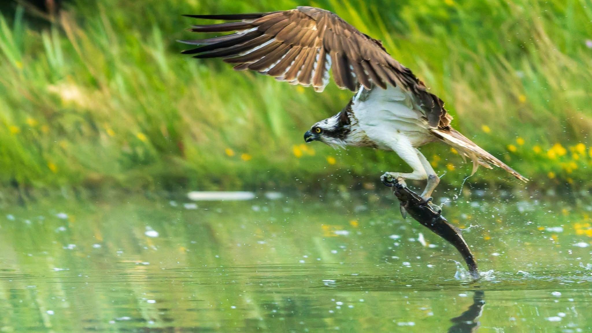 The osprey is using its wings to lifting a fish from the water.