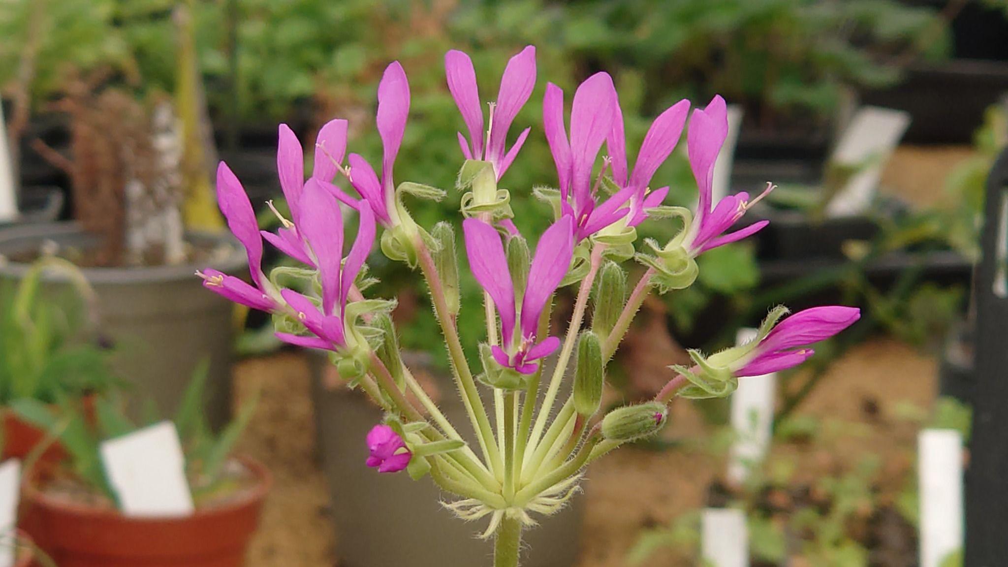 A close up show of a pink and green Pelargonium flower.