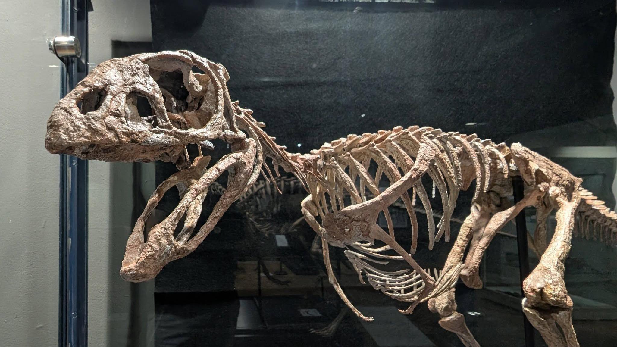 The replica of the Berthasaura leopoldinae on display in Moyse's Hall Museum. It is supported by a black pole and it sits inside a glass display cabinet.