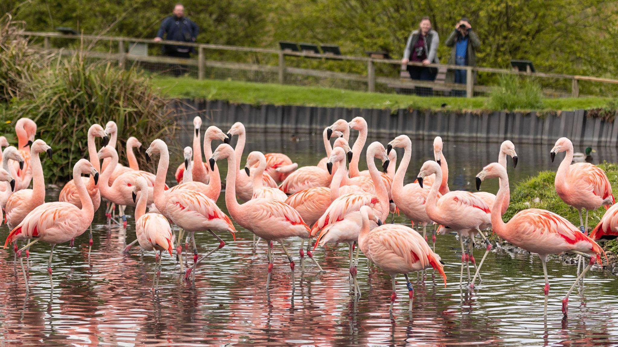 A flamboyance of flamingos, pink birds with long spindly legs and black beaks, standing in water in WWT Washington.