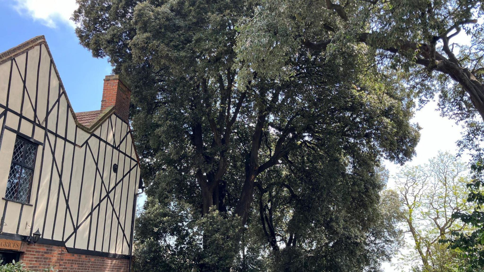 A very large oak tree with lots of green leaves and thick brown branches towering over an old cottage.