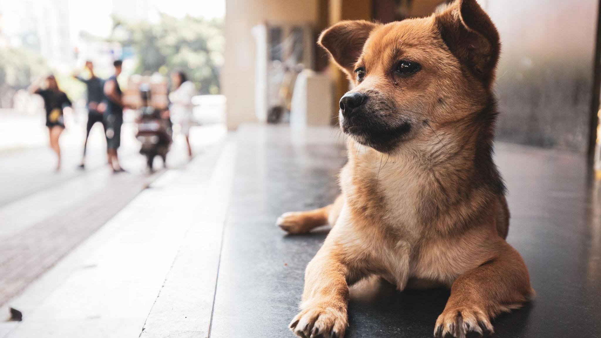 File photo of a dog in Sichuan, China